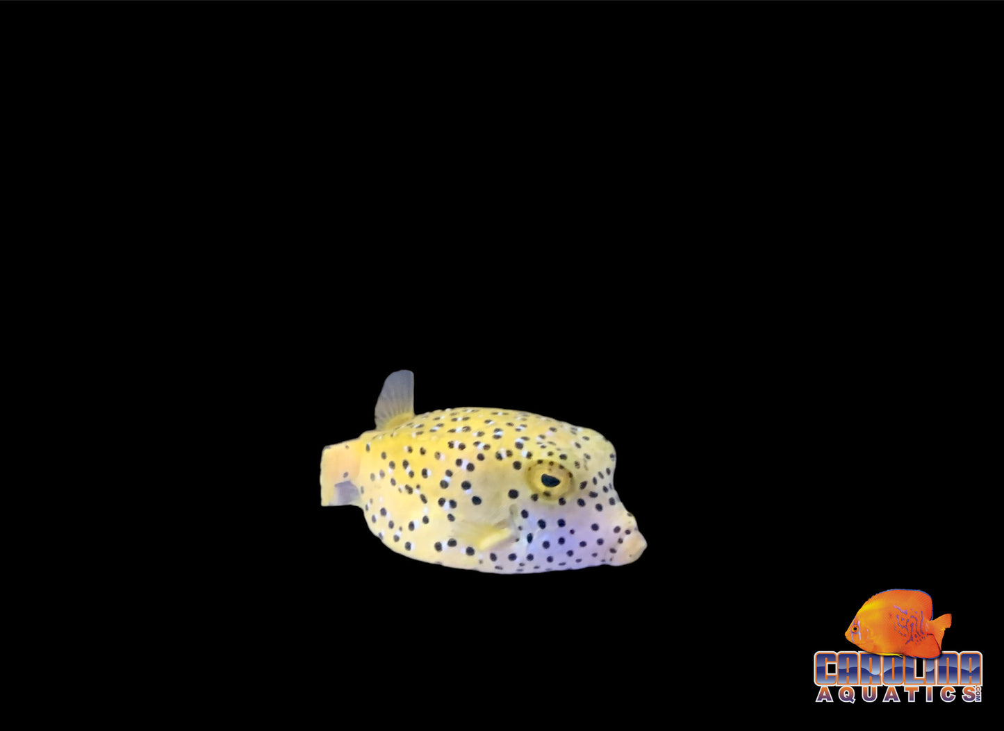 Boxfish - Yellow Med