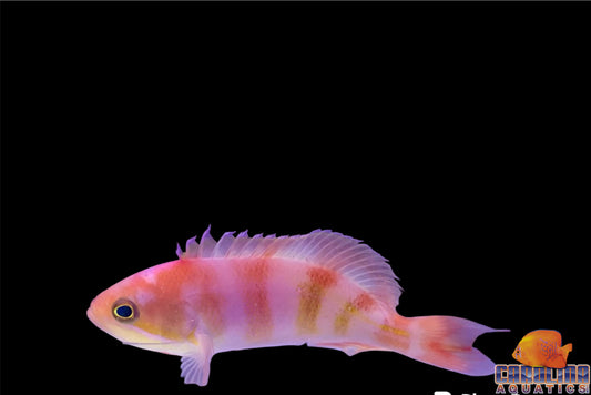 Anthias - Red Fairy