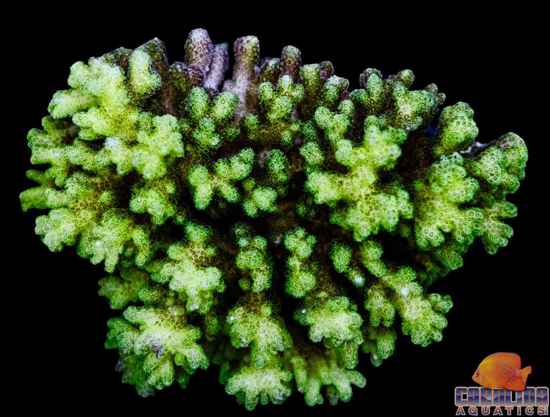 Fiji - Pocillopora Damicornis Green Md