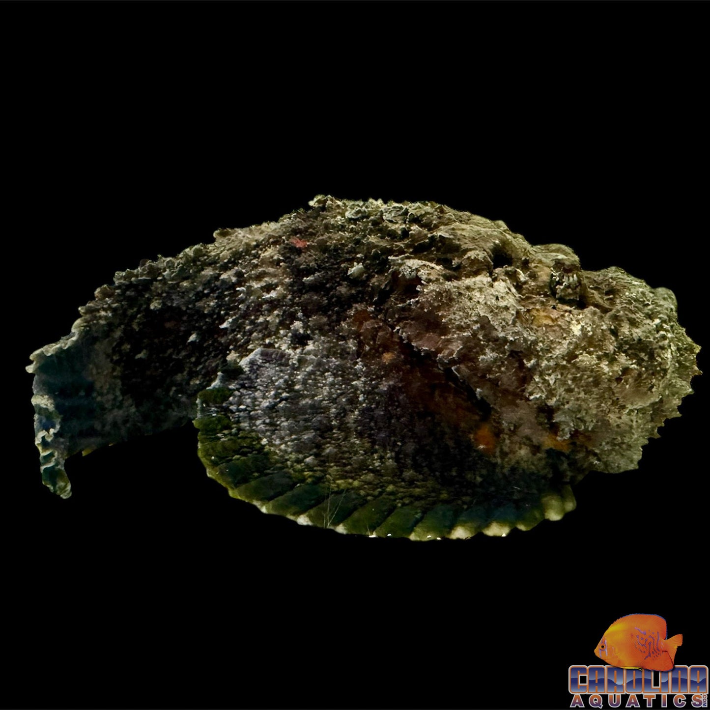Stonefish Reef Jumbo