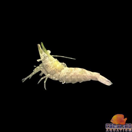 Shrimp - Rhino