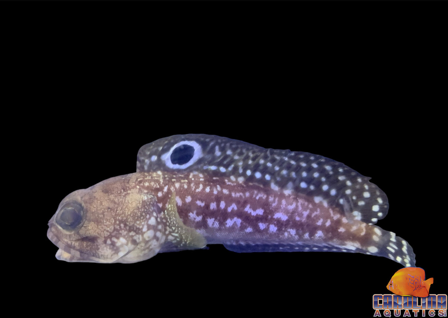 Jawfish - Dusky XL