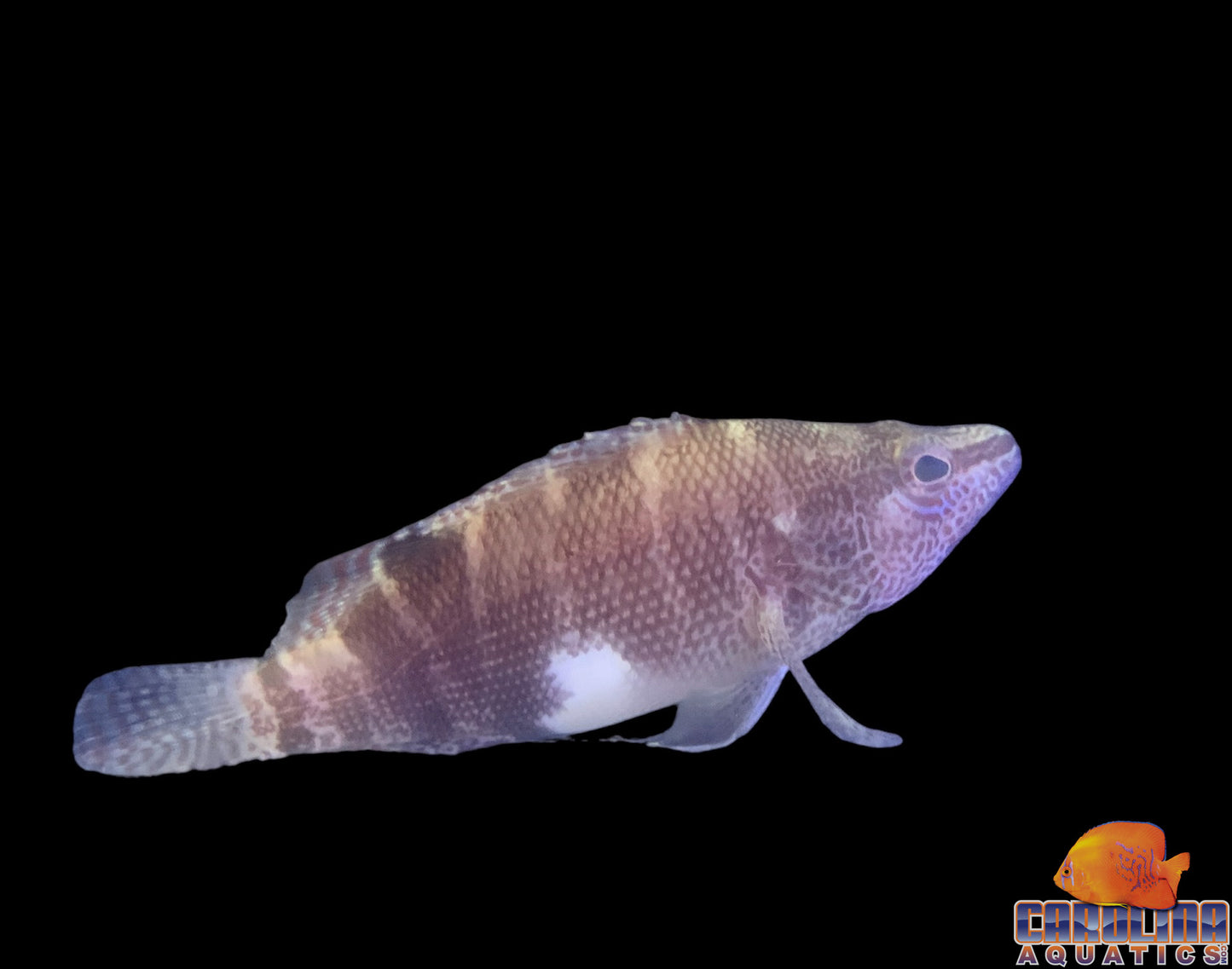 Sandfish - Belted