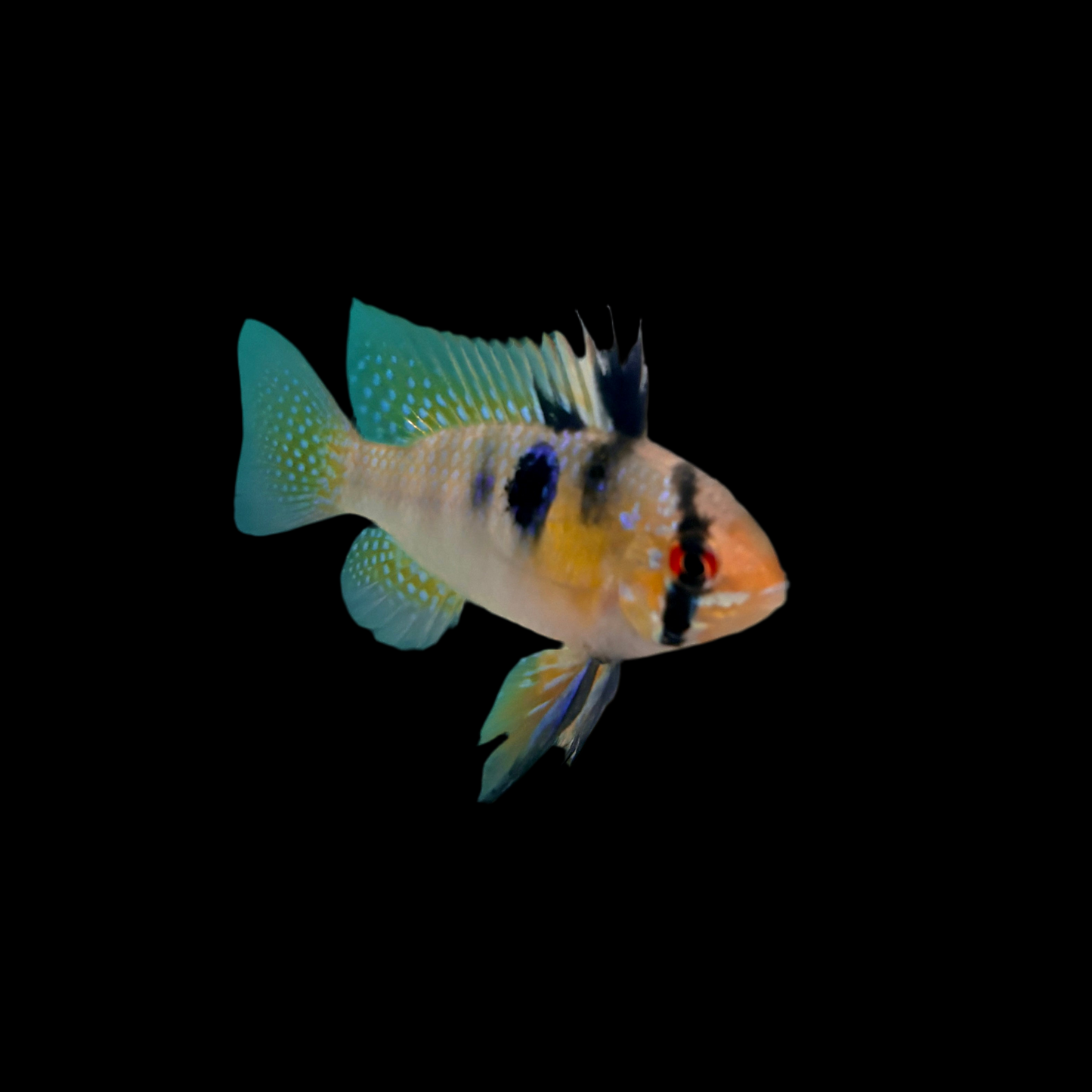 Cichlid - Ram German Blue Lg