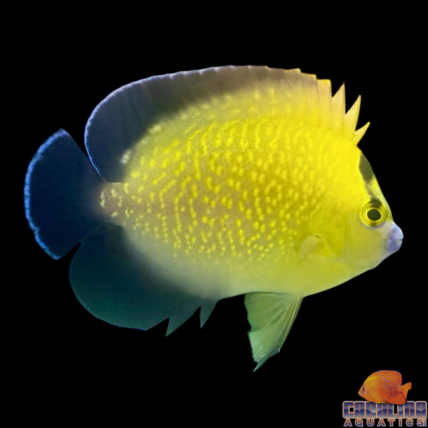 Angel - Goldflake Show