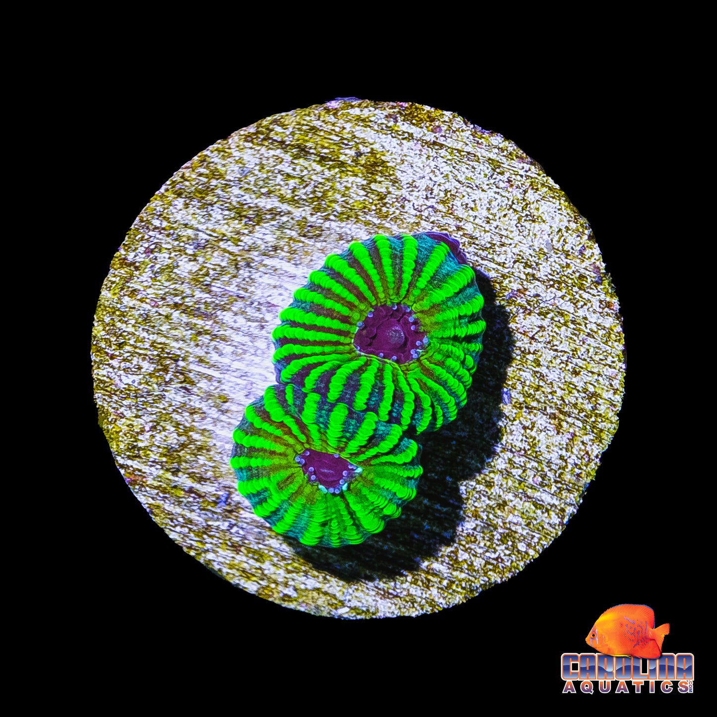 Frag - Mayan Sun Favia