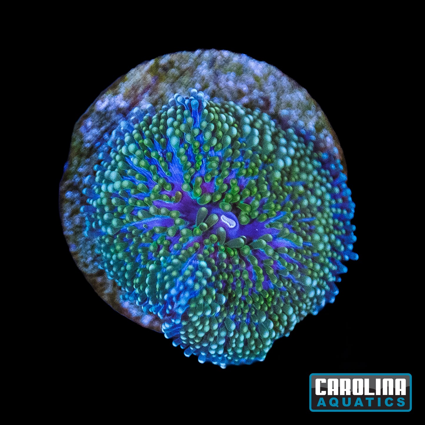 Frag - Ricordea Rainbow