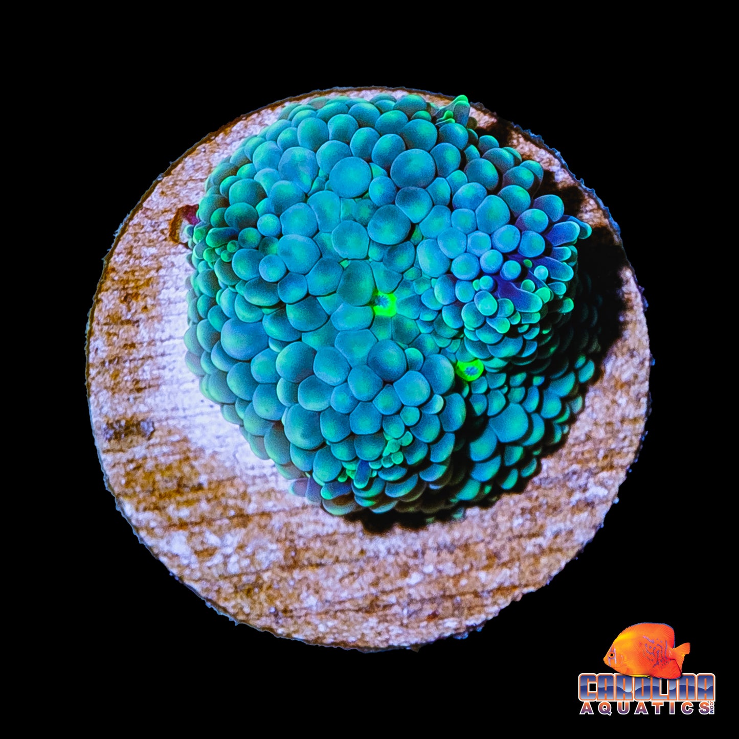 Frag - Ricordea Ultra Blue Green #2