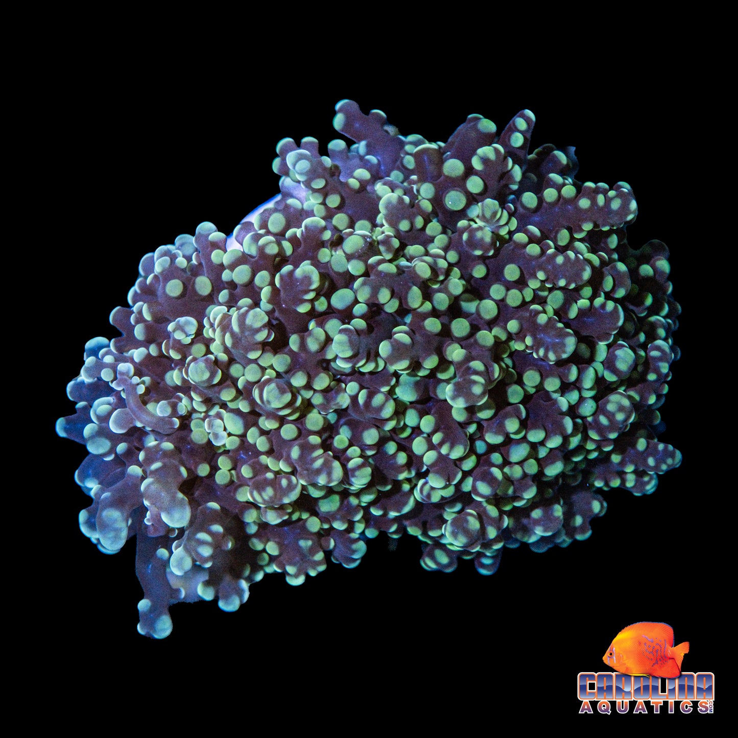 Frag - Chunky Yellow/Green Frogspawn