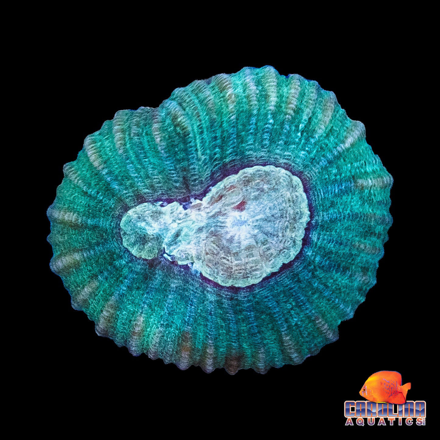 Frag - Pastel Moon Favia