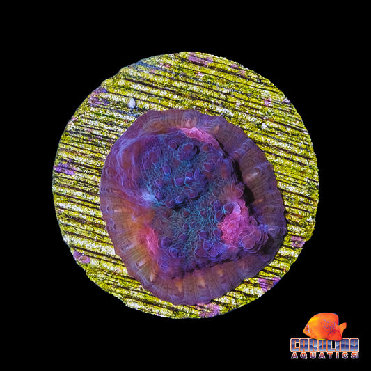 Frag - Bubblegum Rainbow Chalice