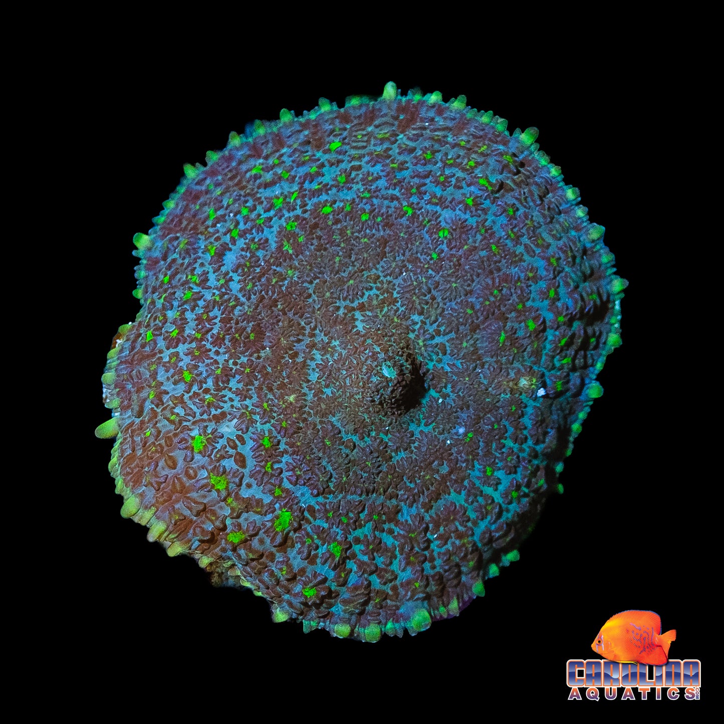 Frag - Green Bumps Rhodactis