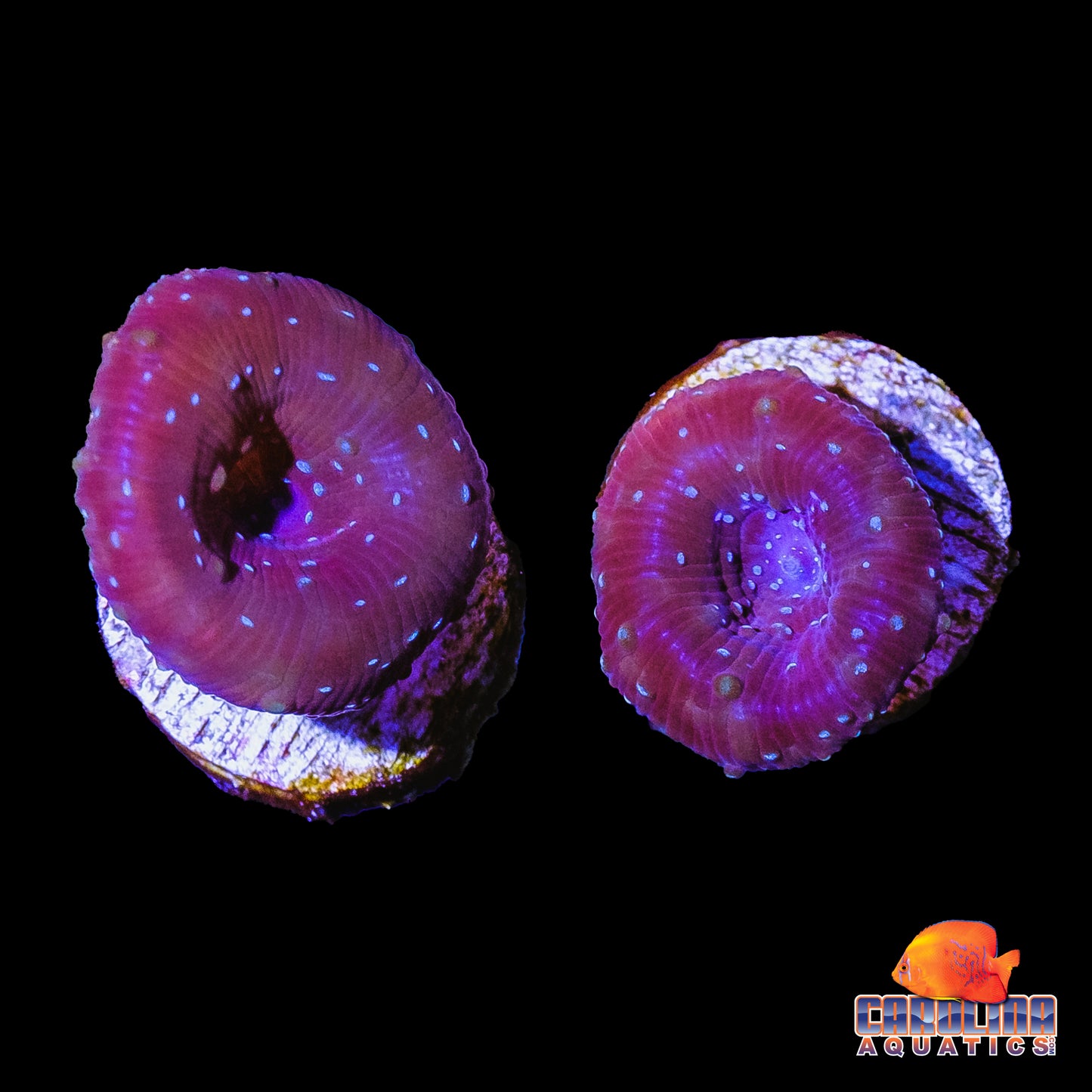 Frag - Classic Superman Mushroom