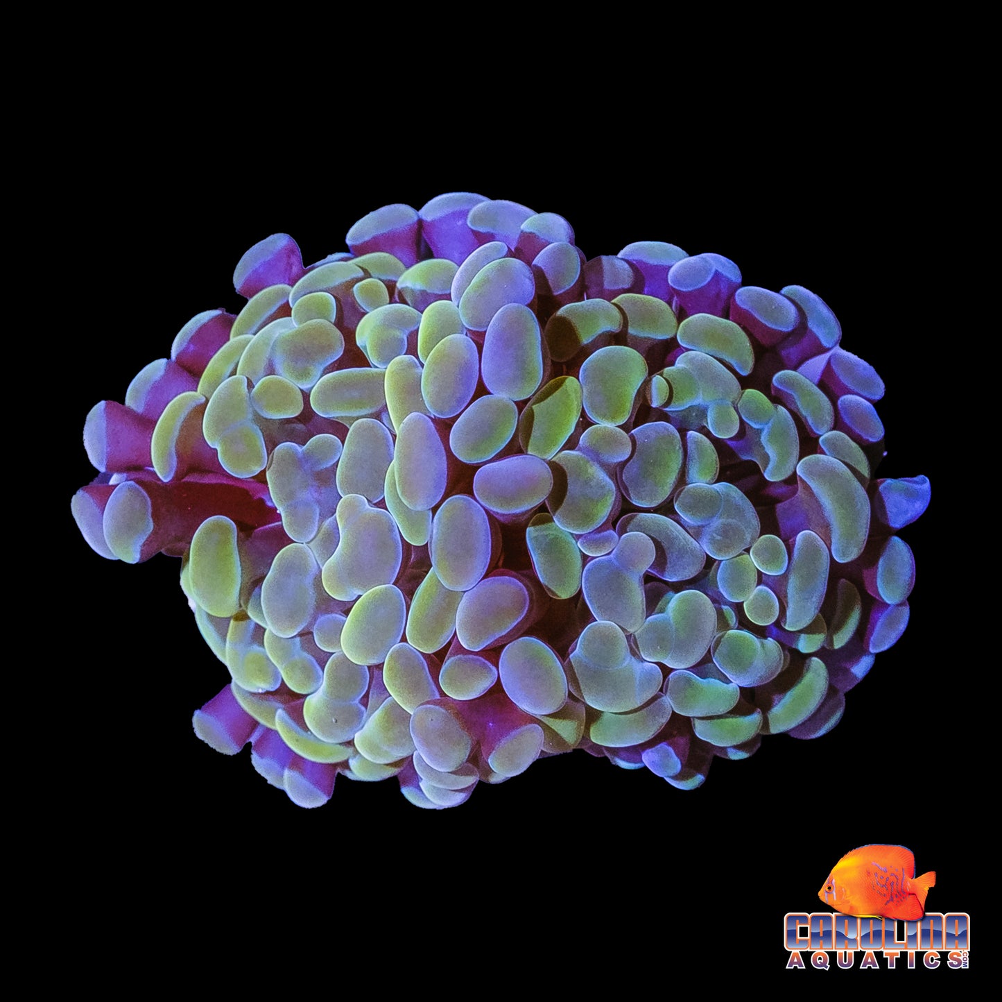 Frag - Blue Rim Gold Hammer Frag