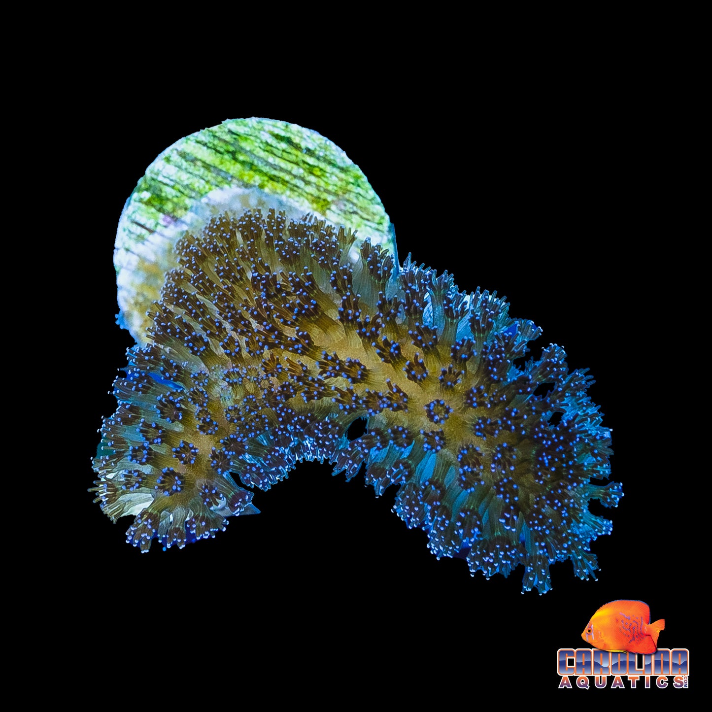 Frag - Purple Milka Stylophora Small