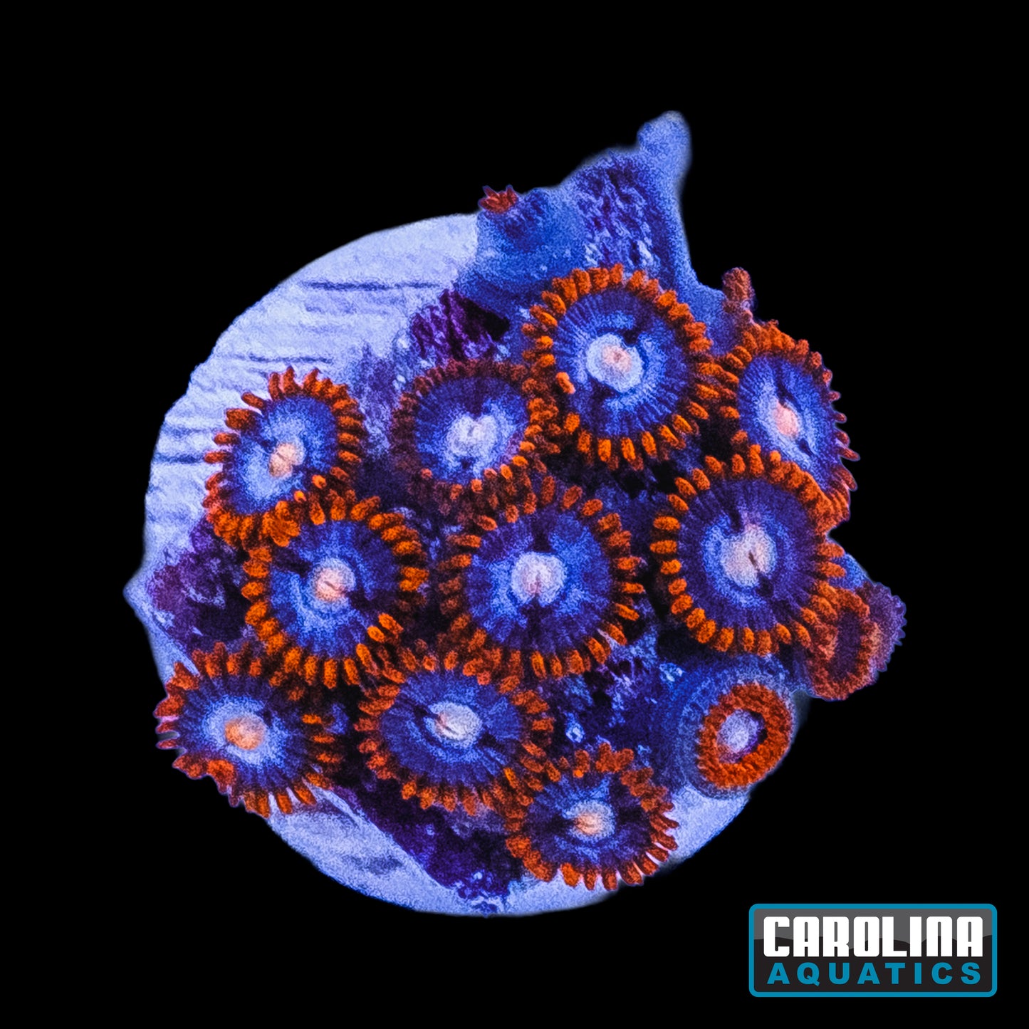 Frag - Fire and Ice Morph Zoanthid