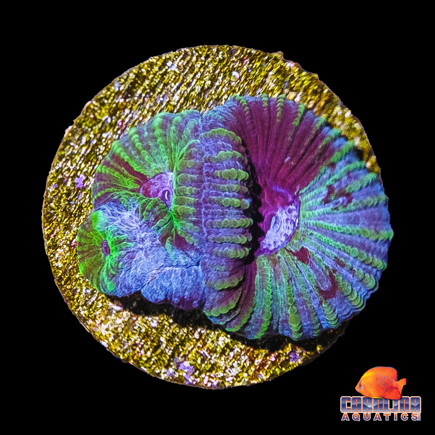 Frag - Outer Rim Moon Favia