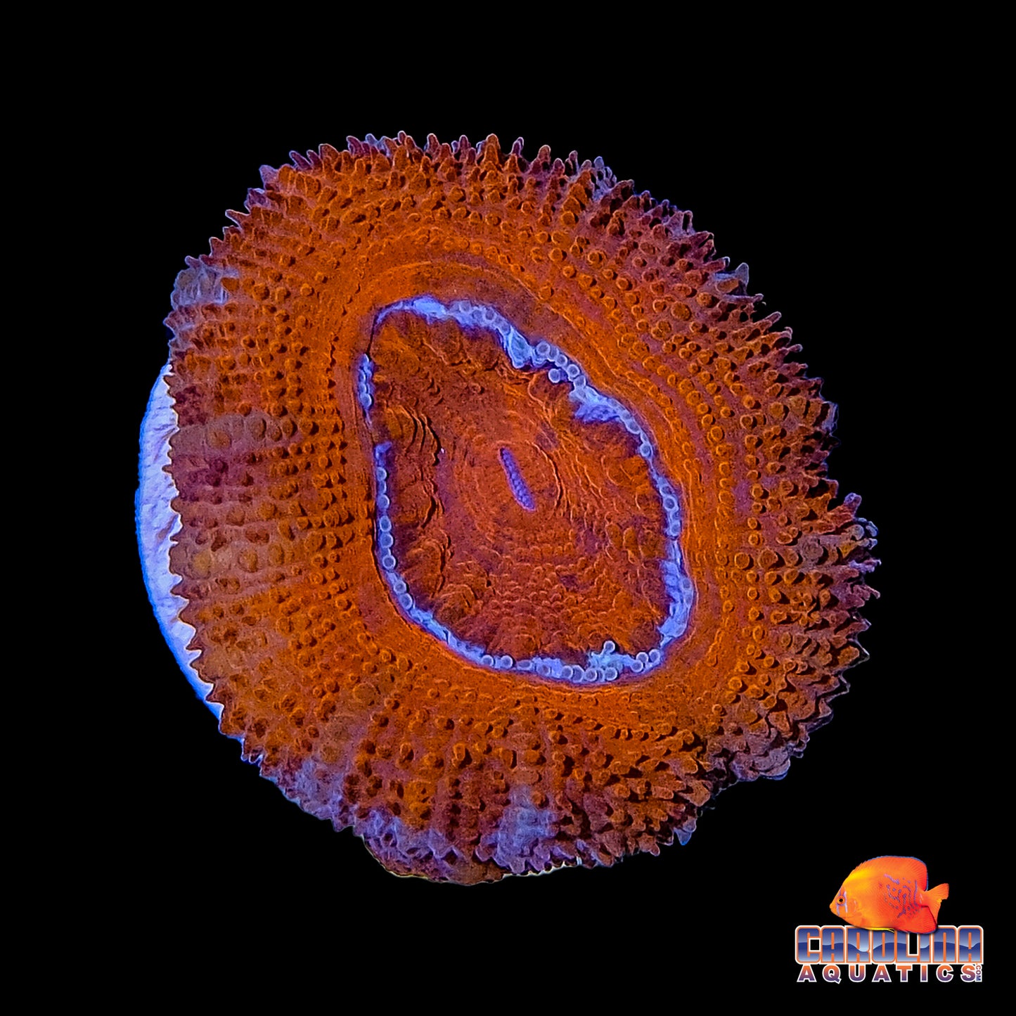 Frag - Acan Lord