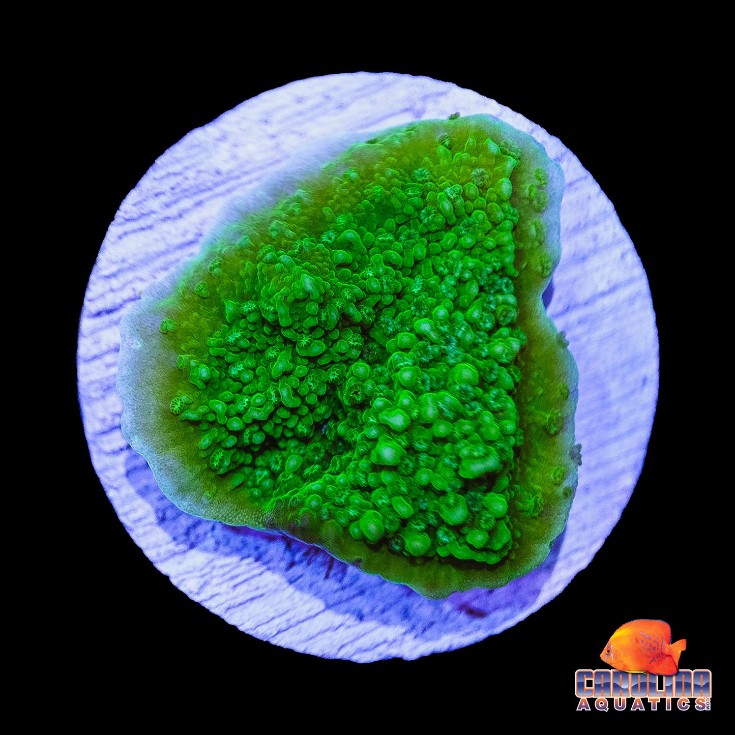 Frag - Neon Green Montipora