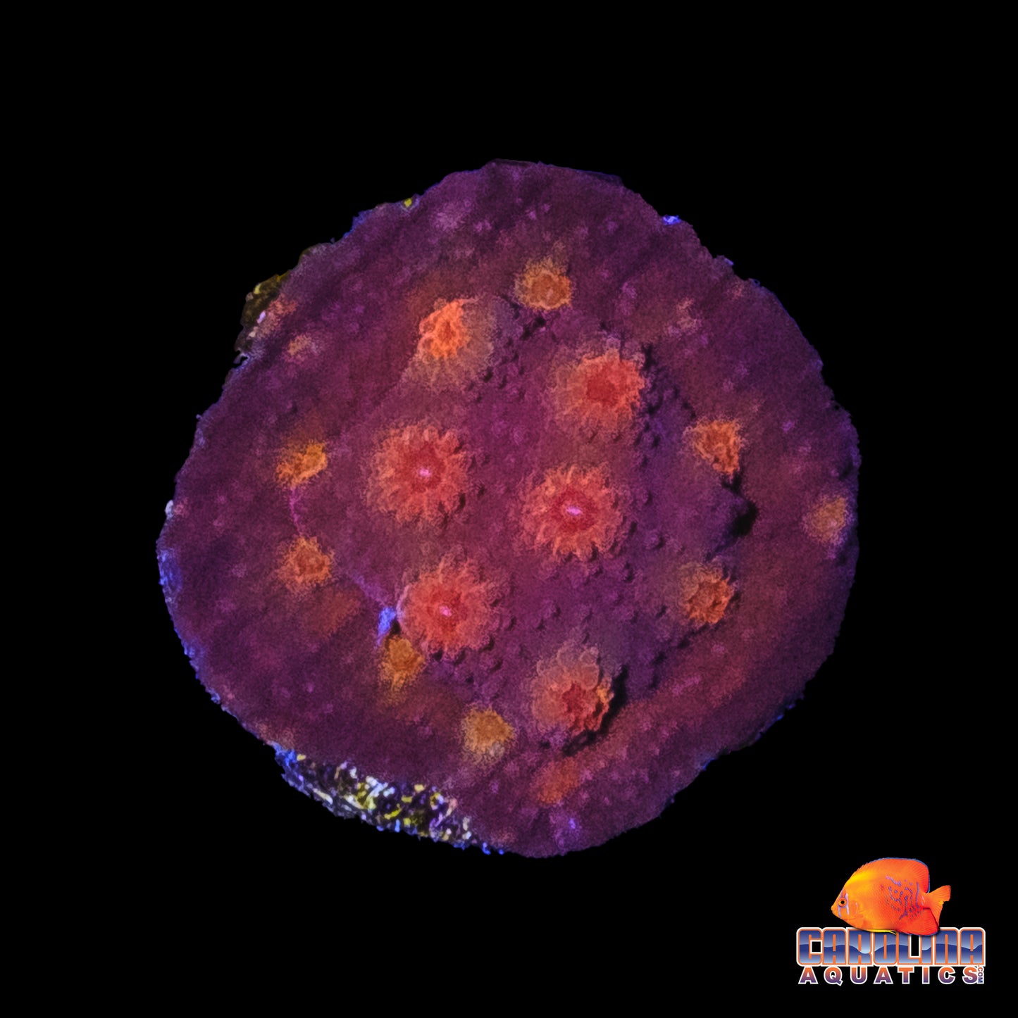 Frag - Martian Cyphastrea