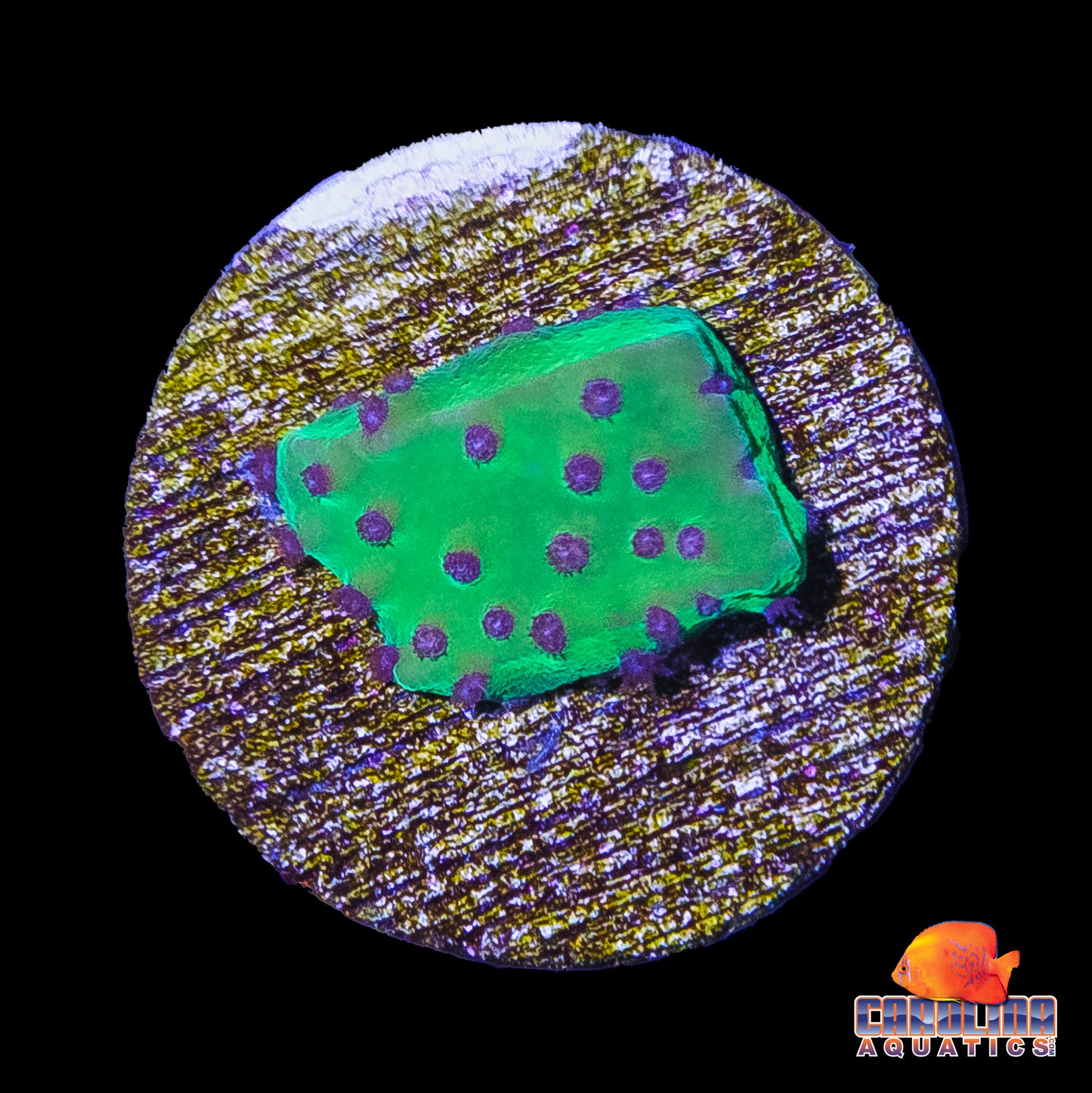 Frag - Purple Eye Cyphastrea