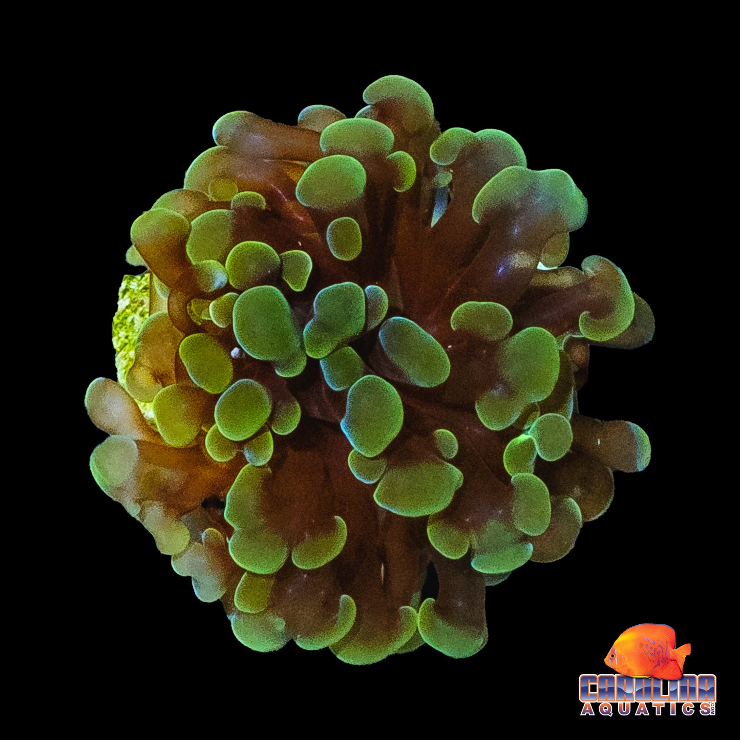 Frag - Green Frammer Frag
