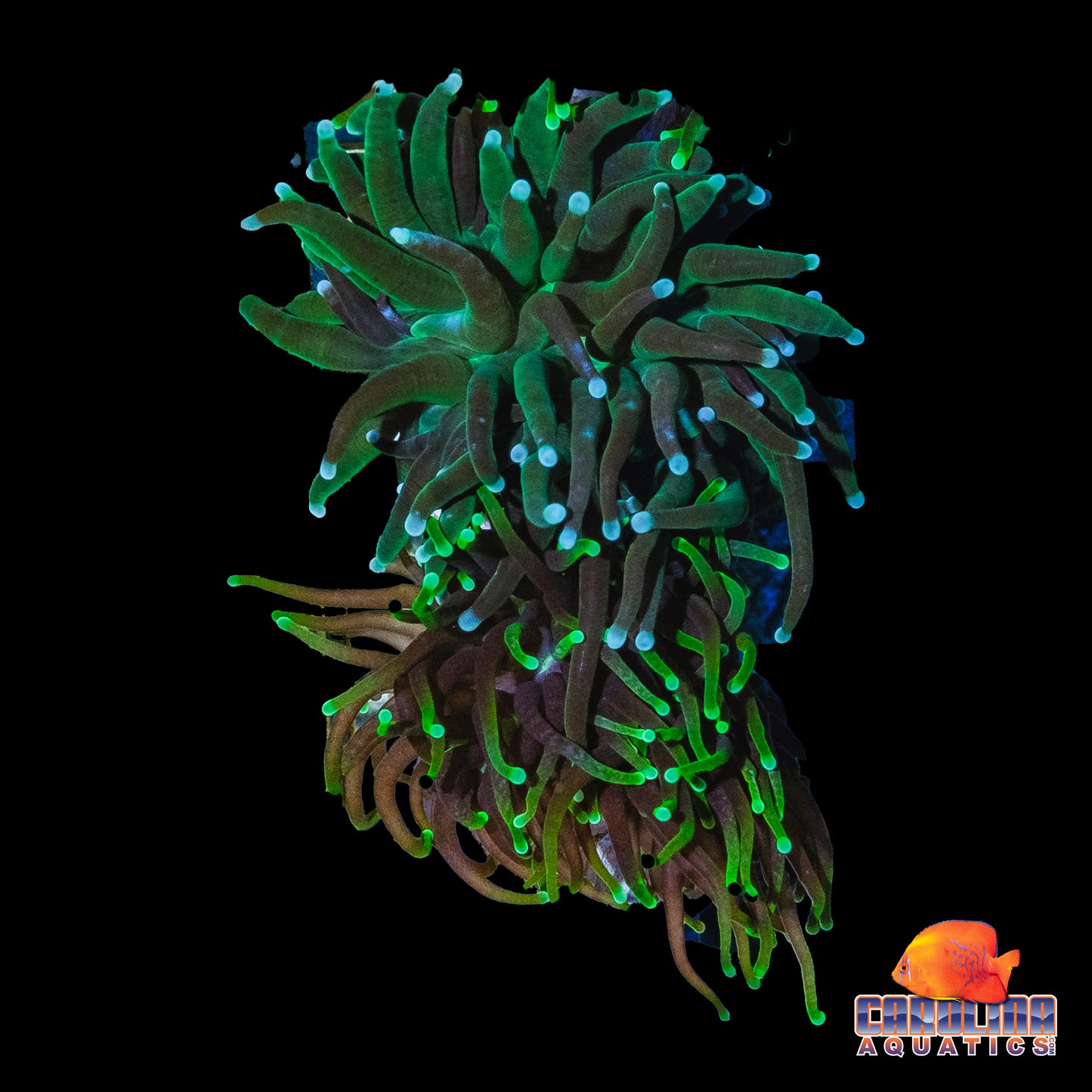 Frag - Green Torch