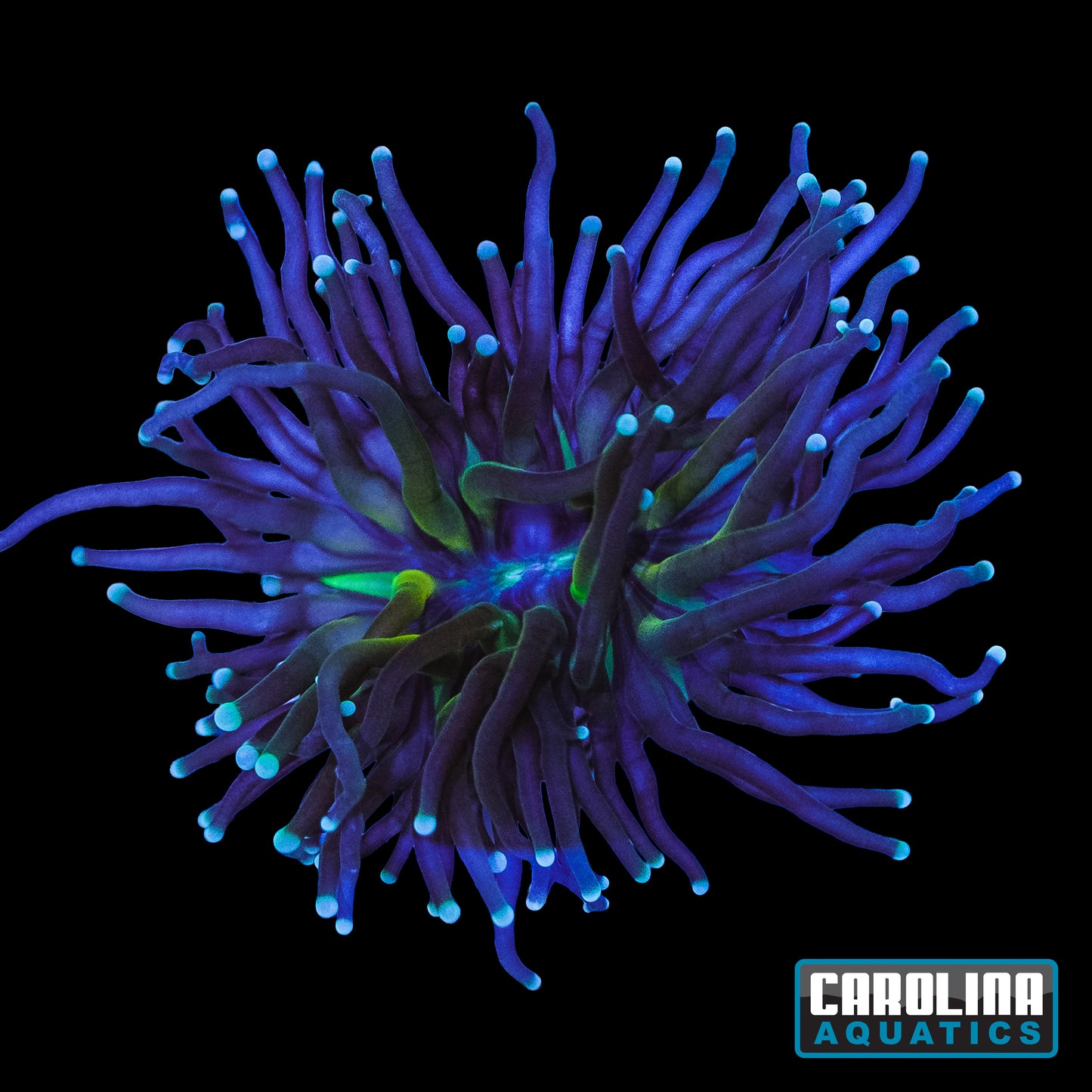 Frag - Green Mouth Tiger Torch