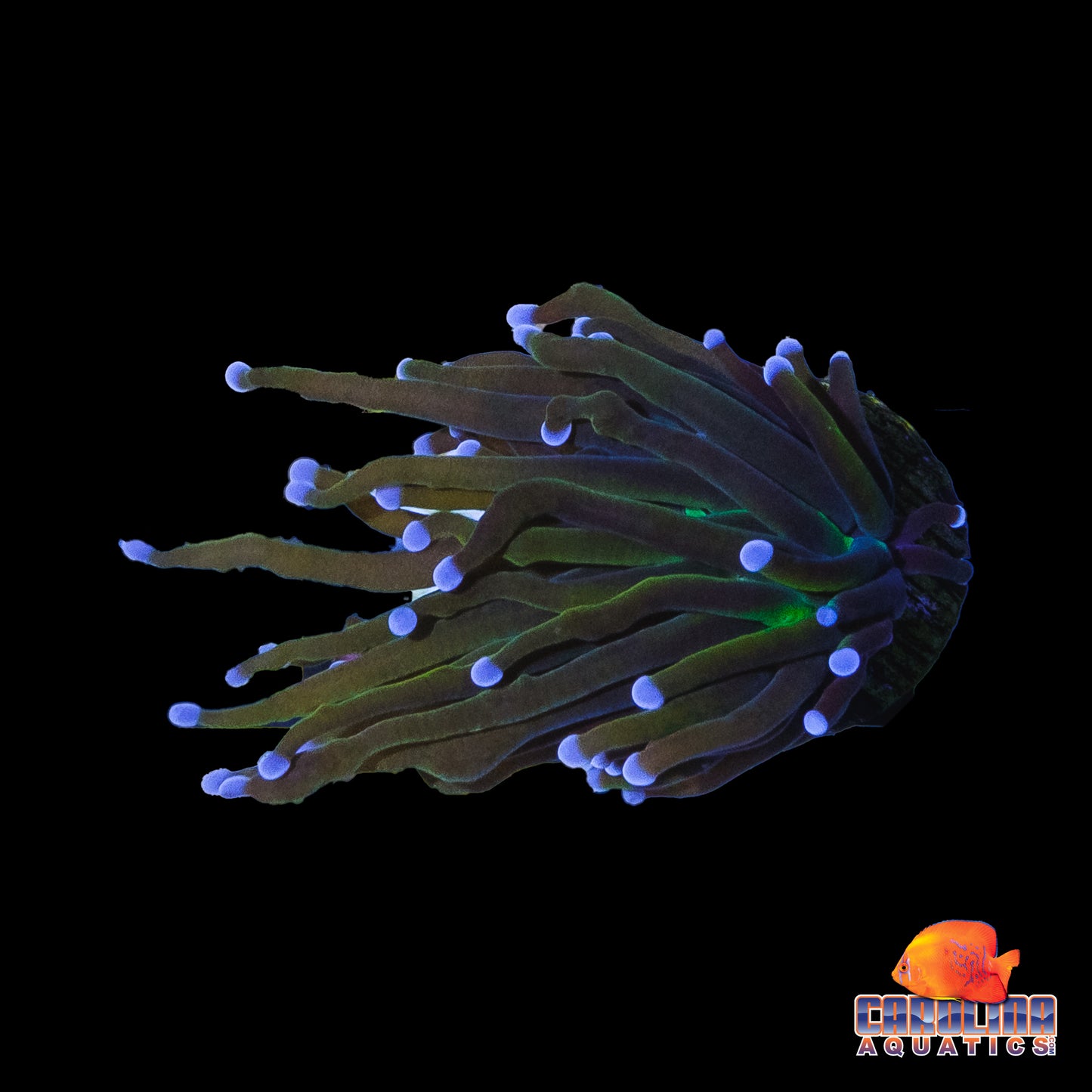 Frag - Green Mouth Rainbow Torch