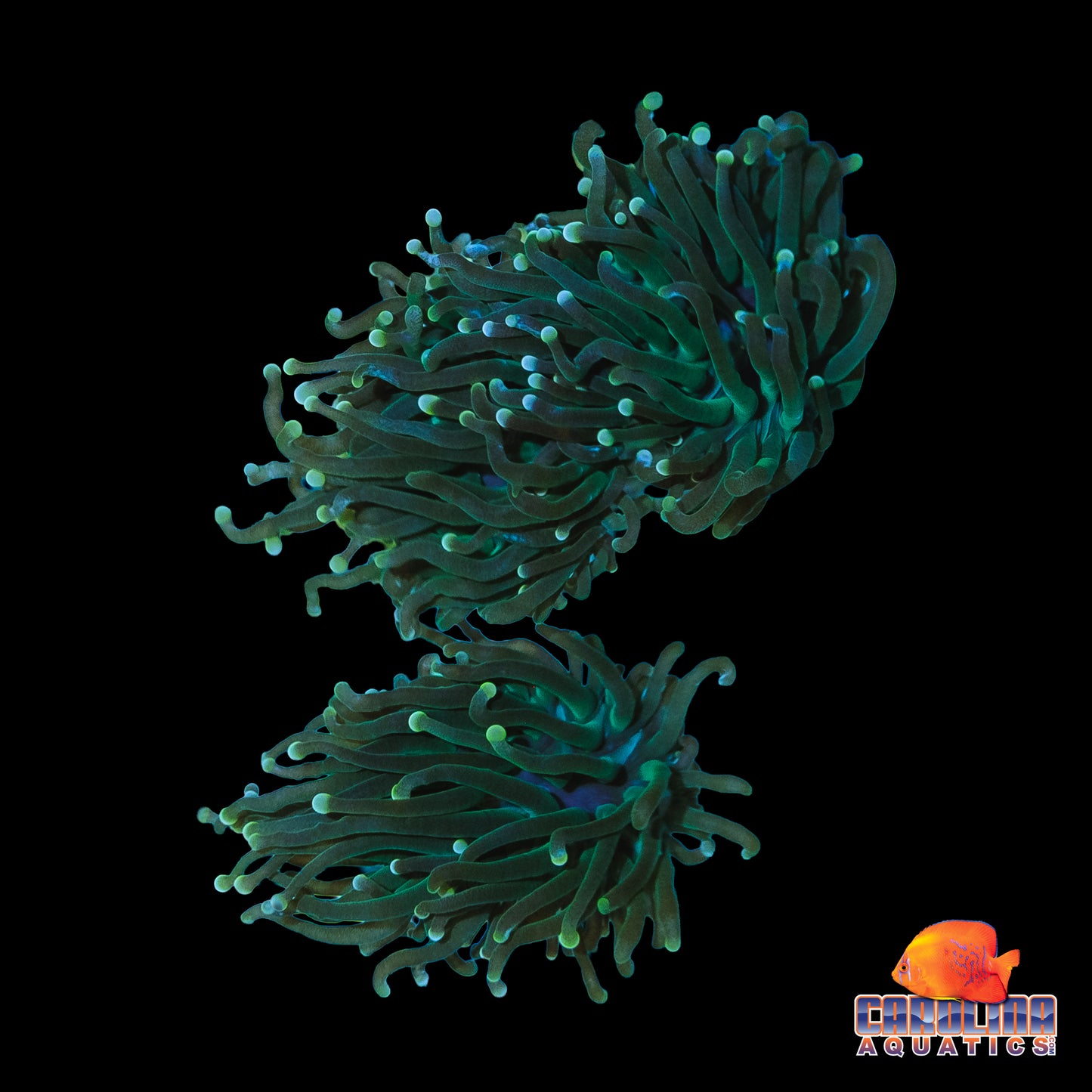 Frag - Dark Green Colored Tip Torch