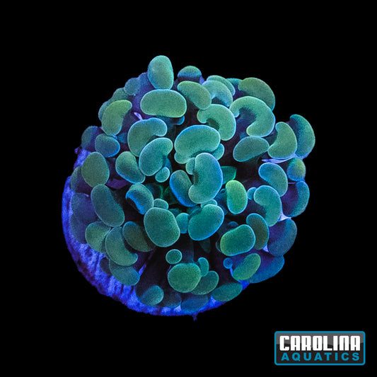 Frag - Hammer Holographic Rainbow