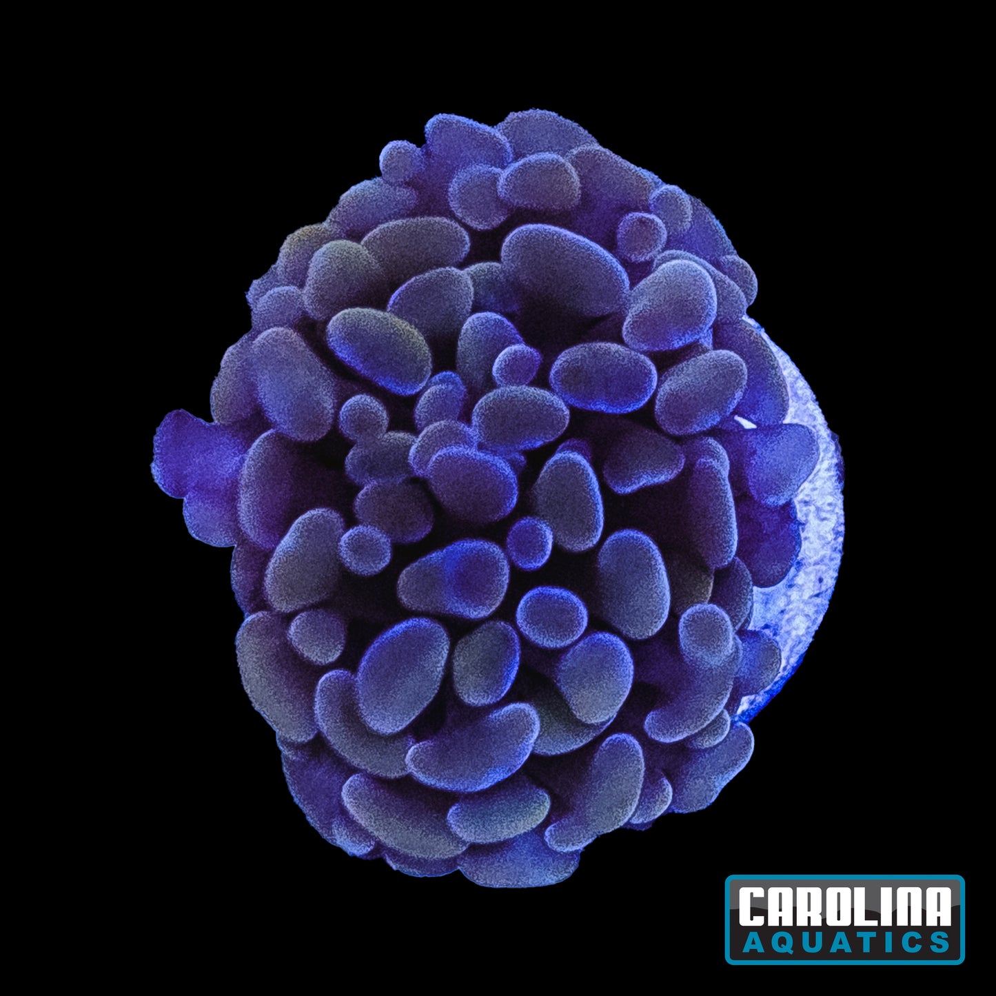 Frag - Hammer Ruby