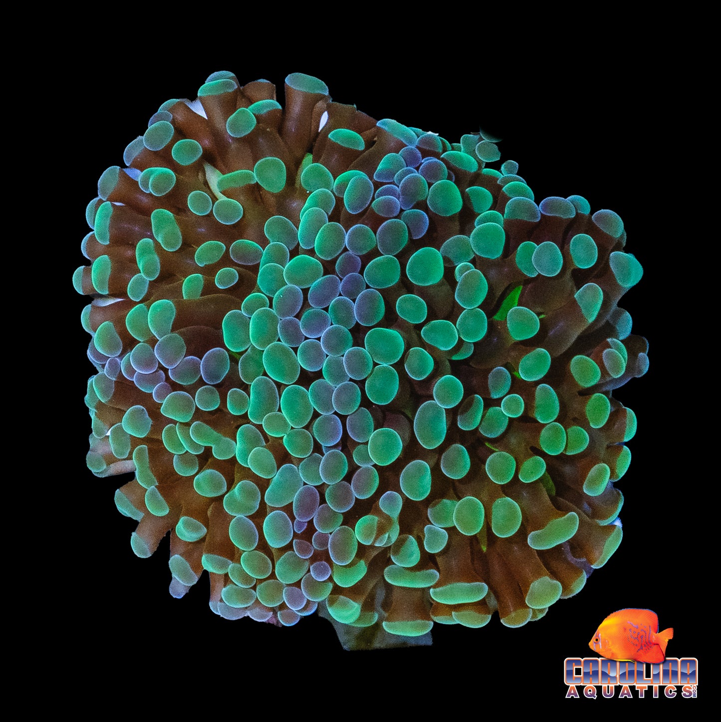 Frag - Rainbow Hammer Frag