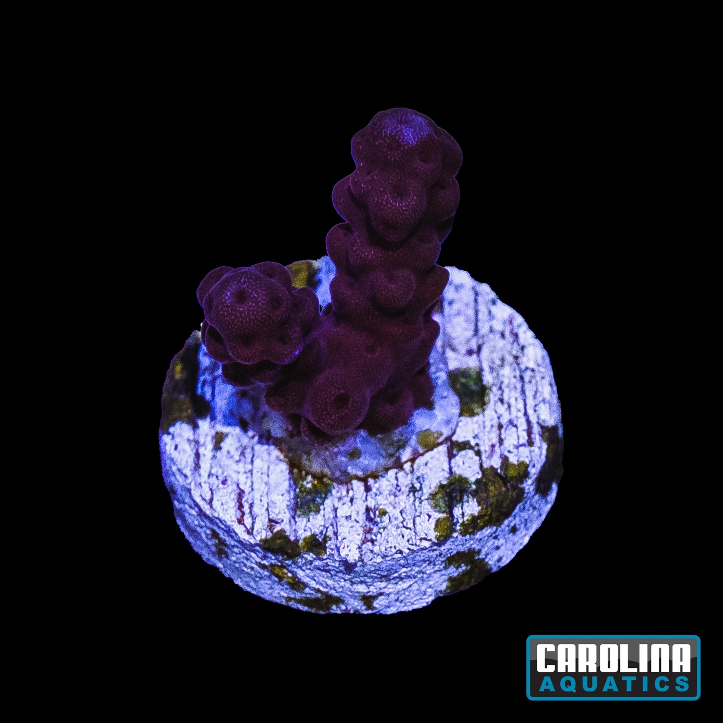 Frag - Red Acropora