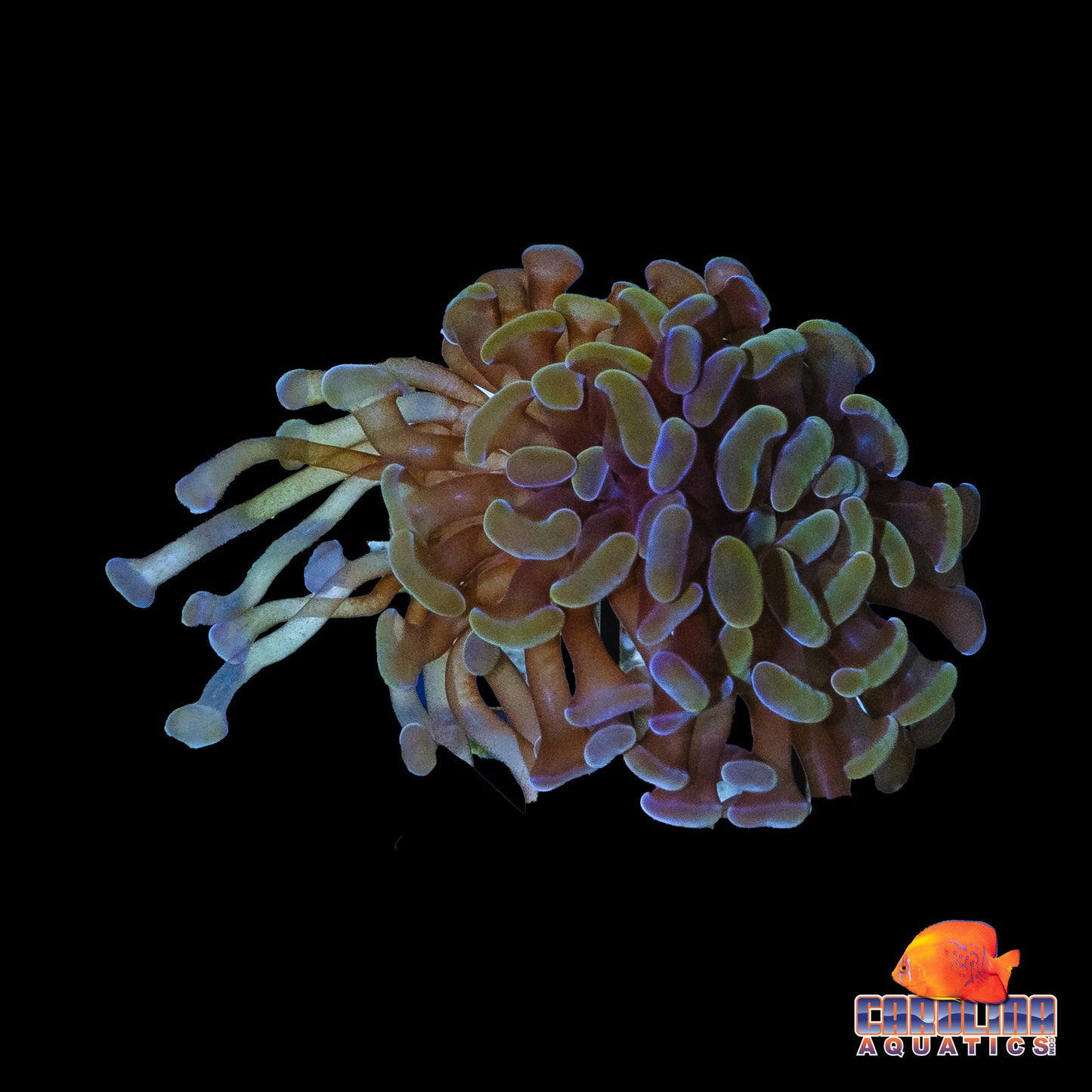 Frag - Rose Gold Hammer Frag