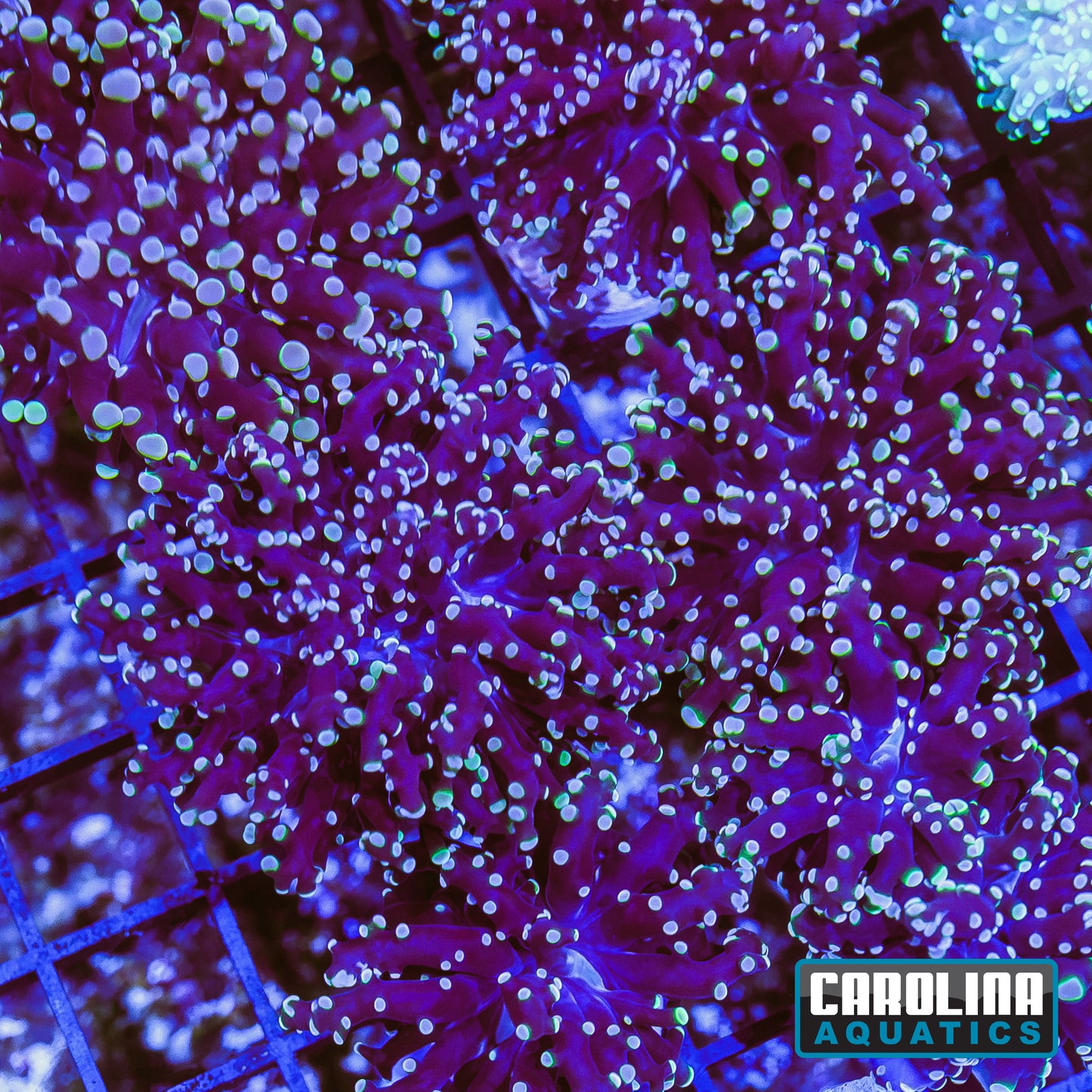 Frag - Frogspawn Orange