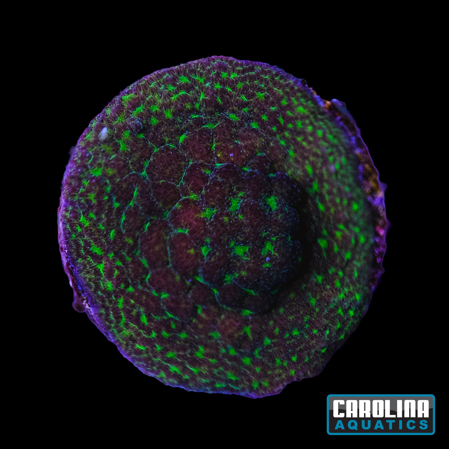 Frag - Red Eye Forest Psammacora