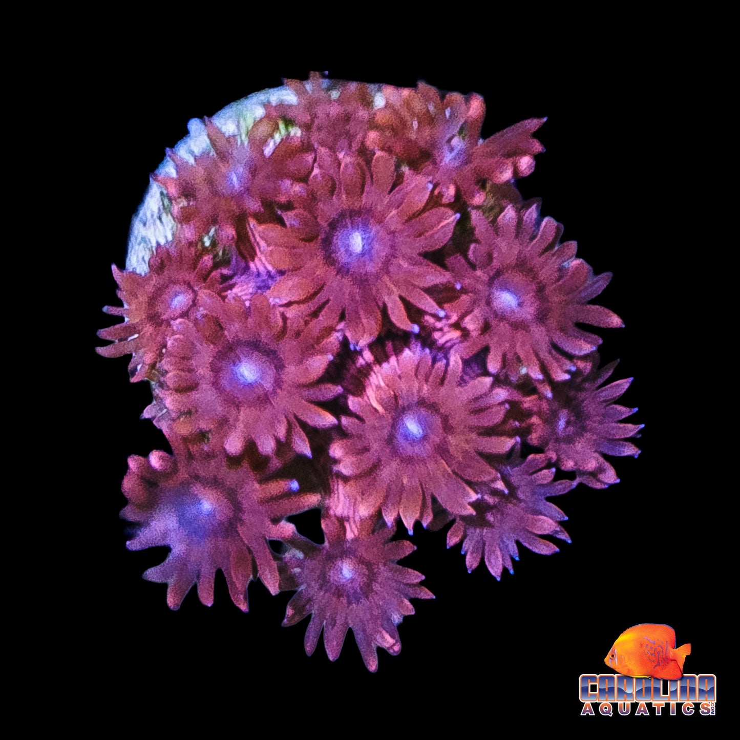 Frag - Blue Mouth, Red People Eater Goniopora