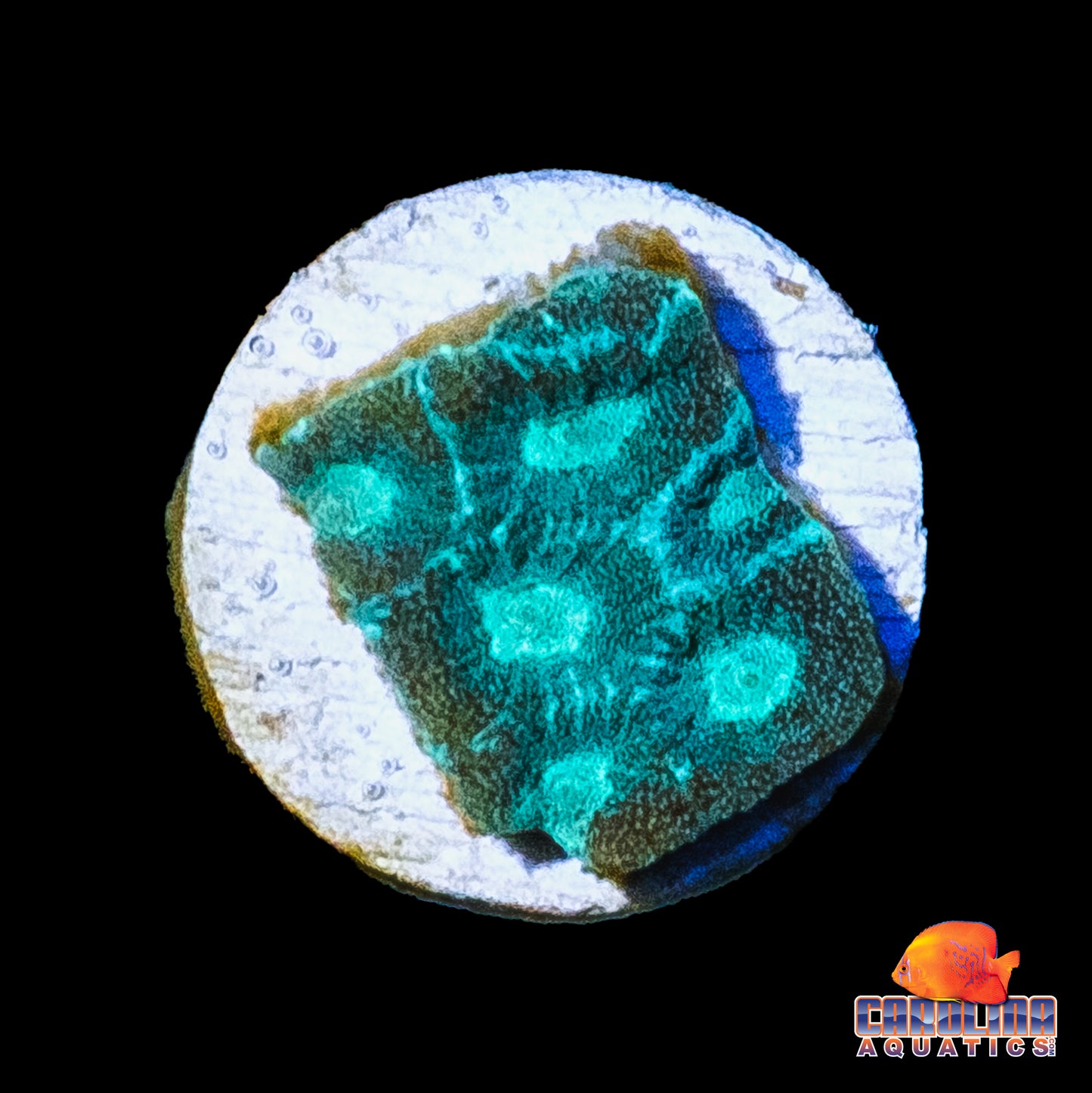 Frag - Mint Frosty Favia