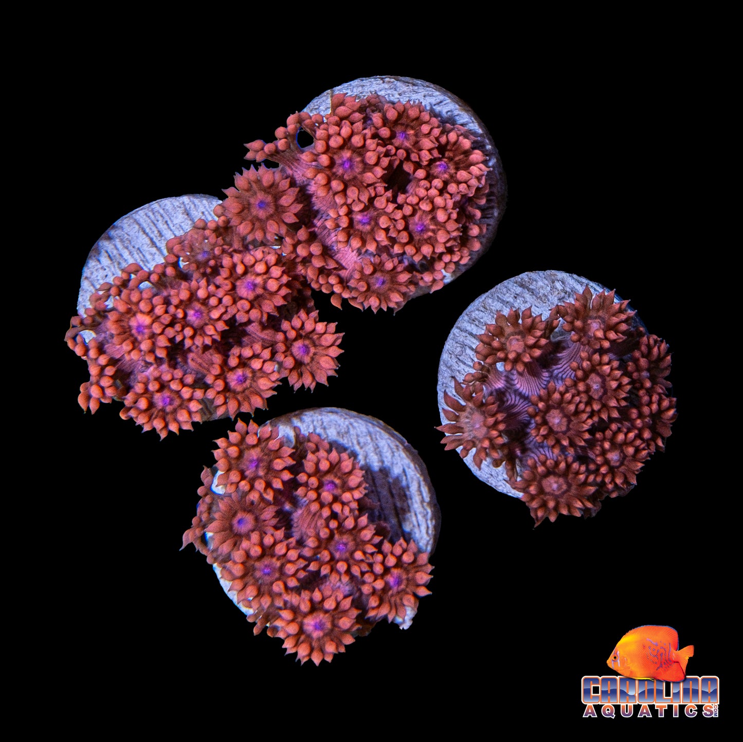 Frag - Hot Cherry Goniopora