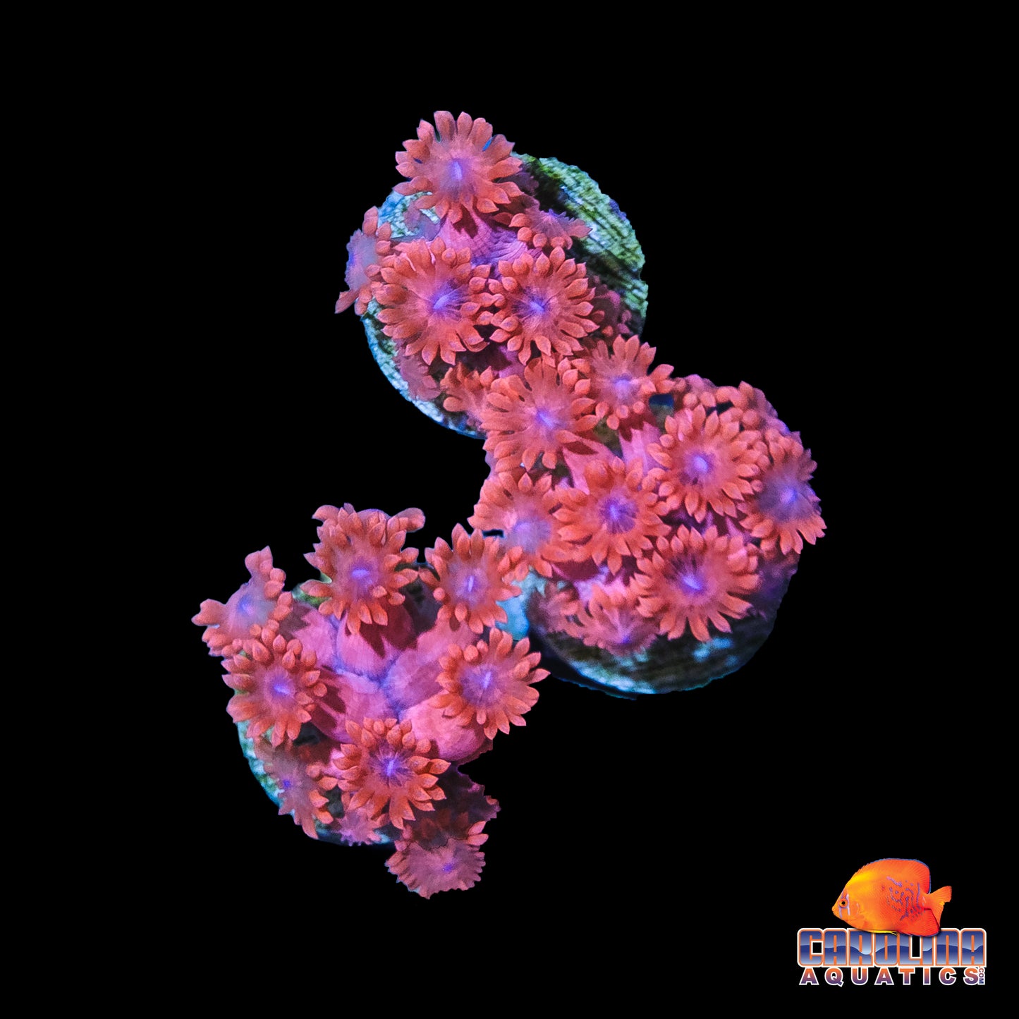Frag - Red Purple Mouth Goniopora