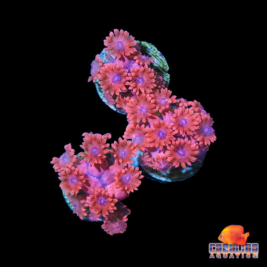 Frag - Red Purple Mouth Goniopora