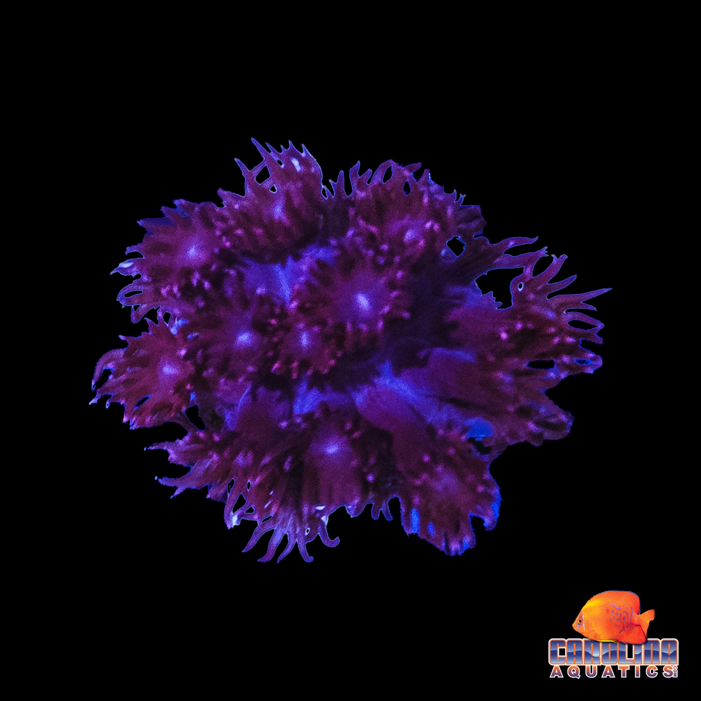 Frag - Purple People Eater Goniopora