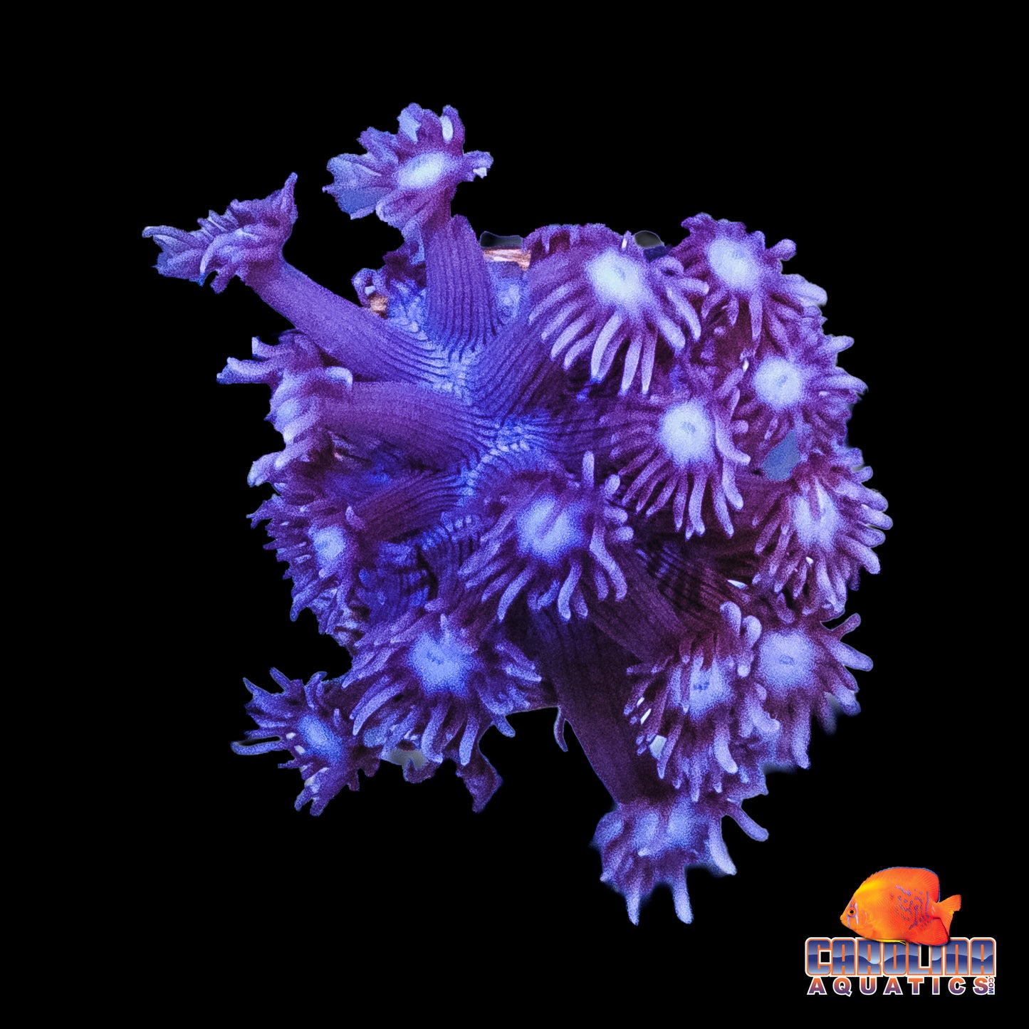 Frag - Purple Goniopora