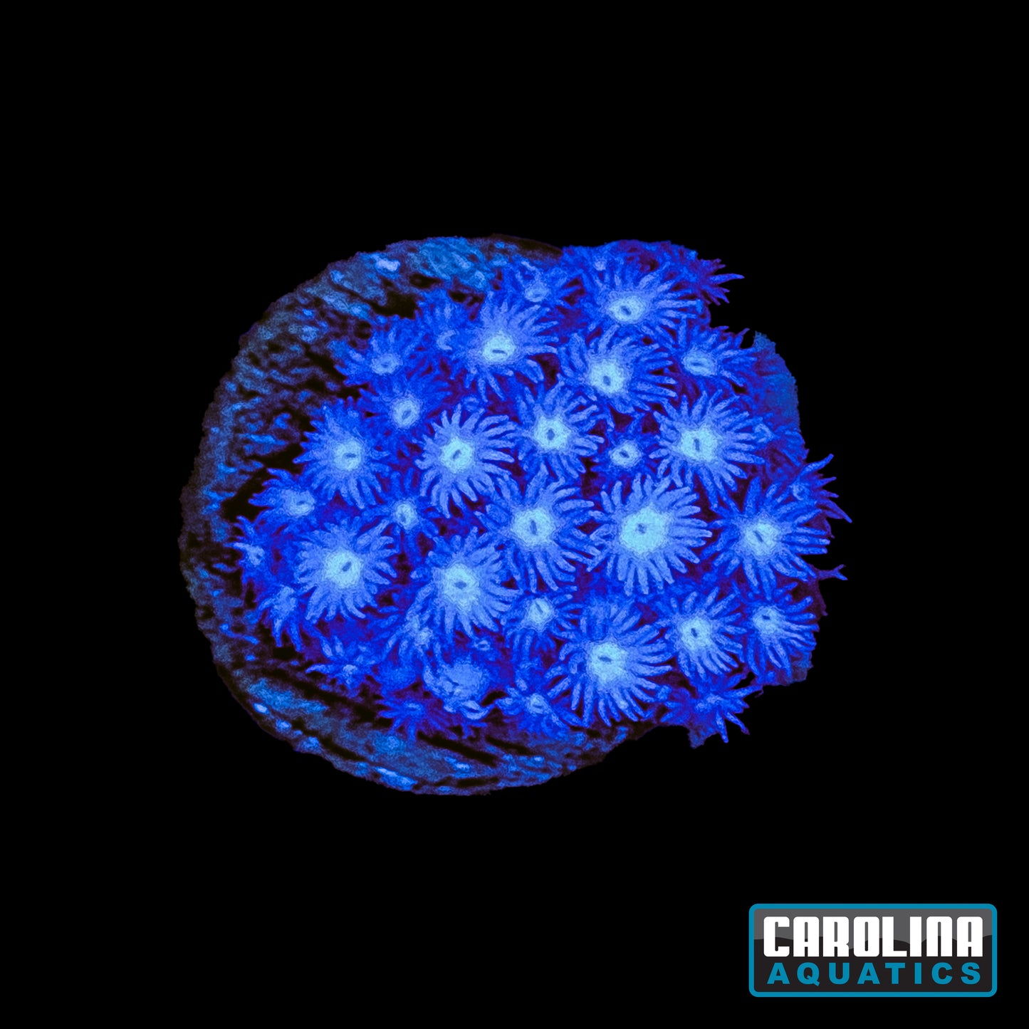 Frag - Blue White Mouth Goniopora
