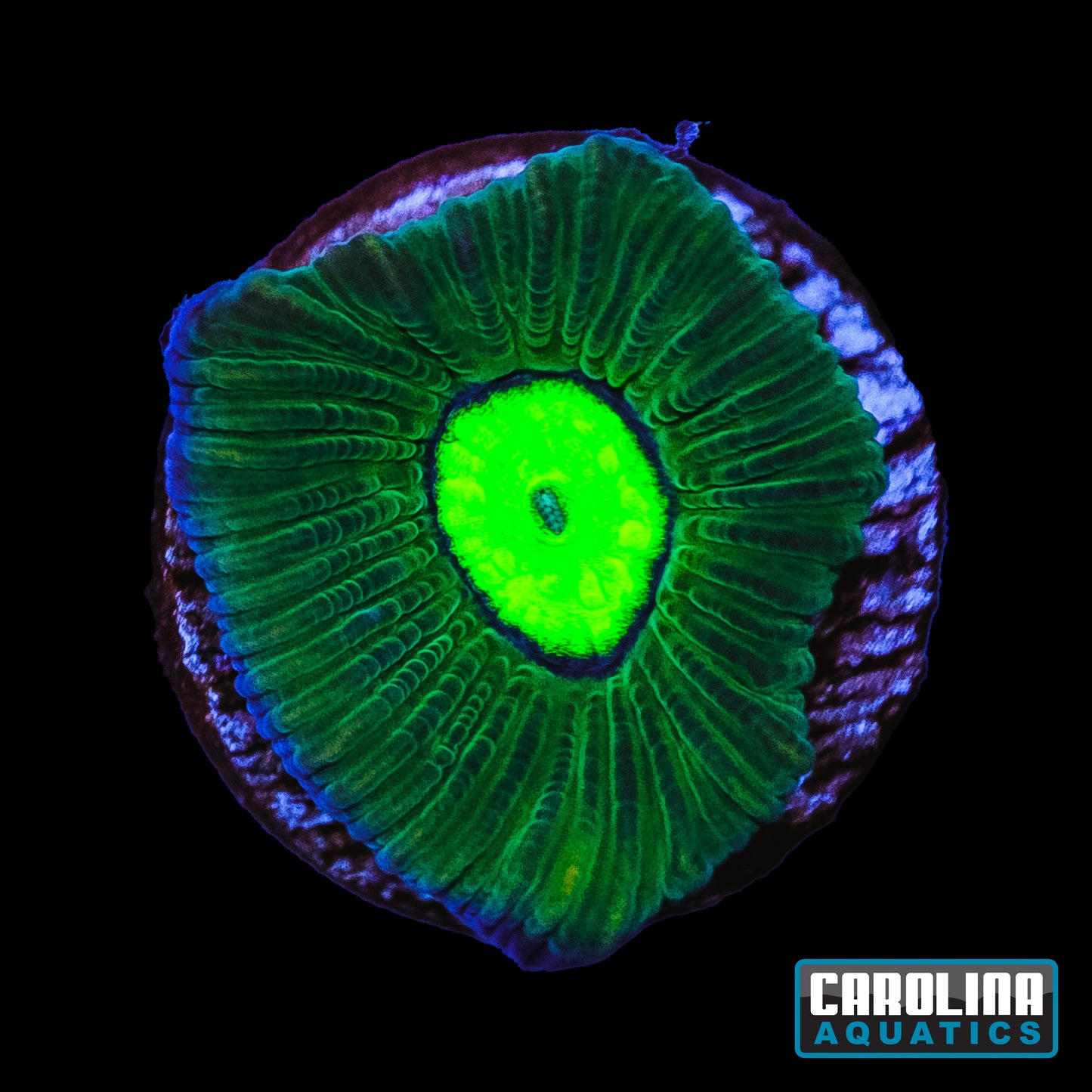 Frag - Nuclear Eye Favia