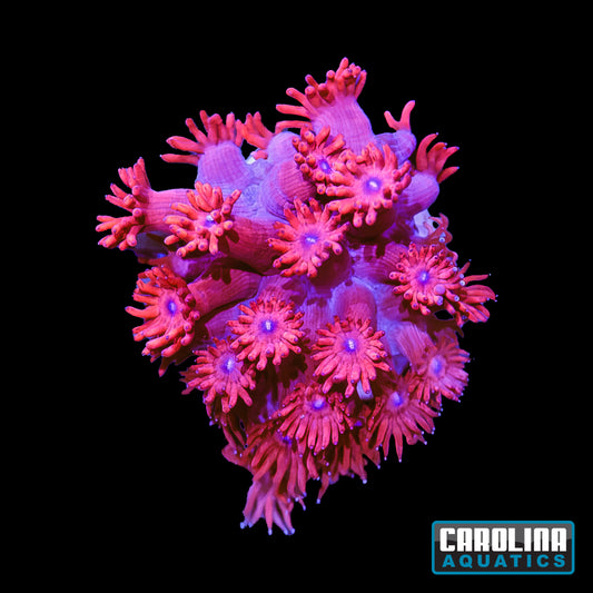 Frag - Goniopora Red Blue Eye