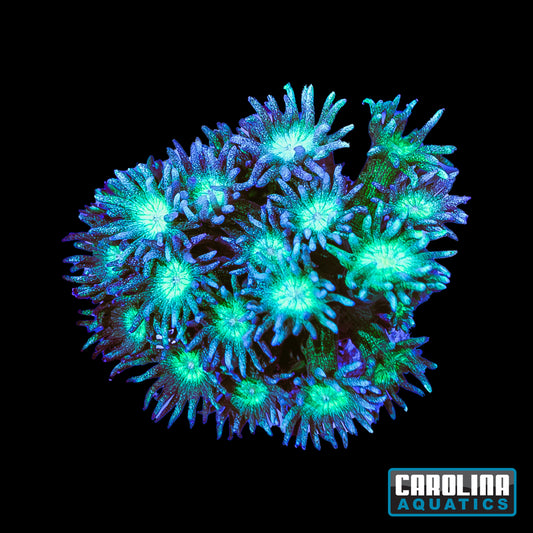 Frag - Goniopora Glitter