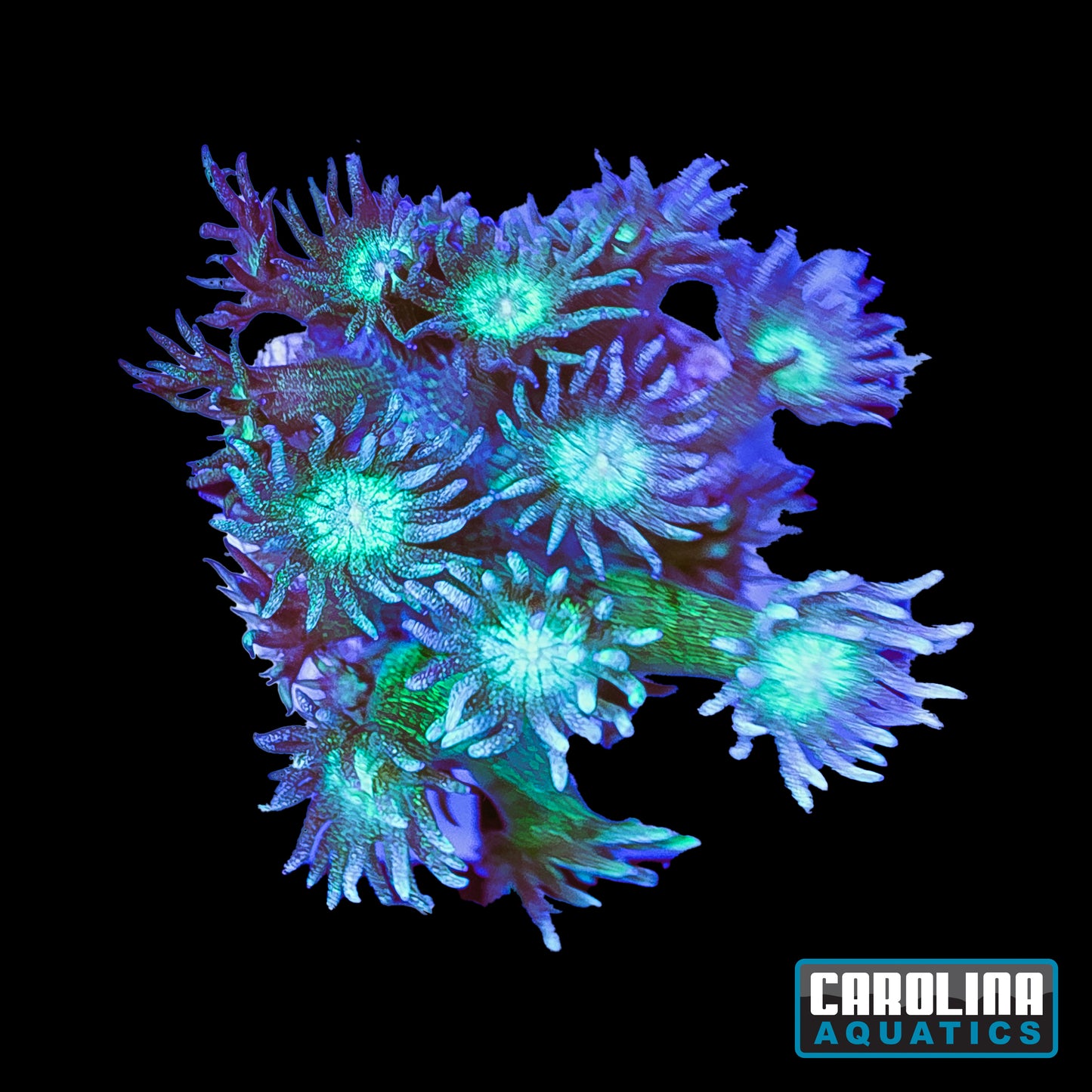 Frag - Goniopora Glitter