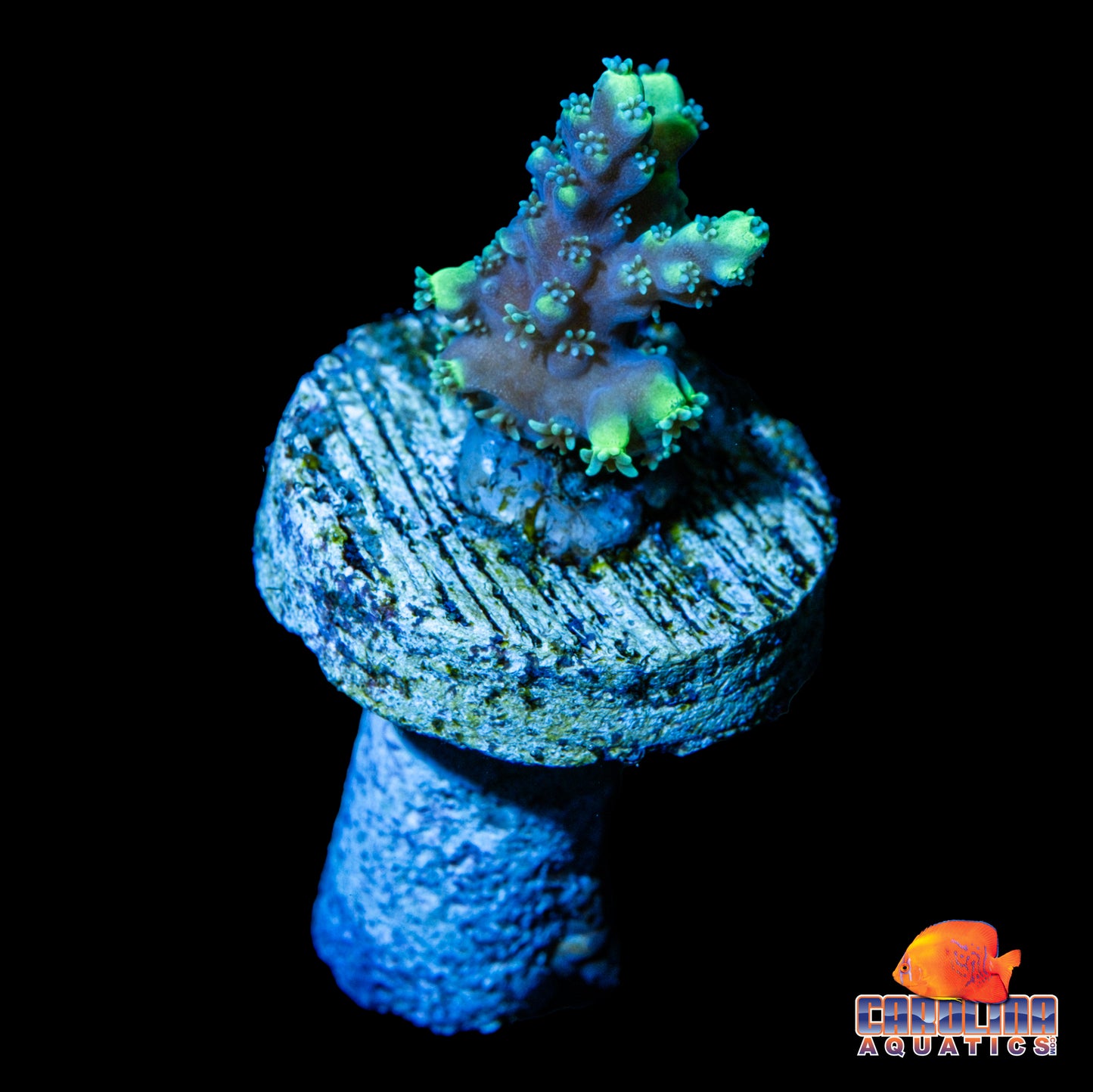 Frag - Neon Bottlebrush Acro